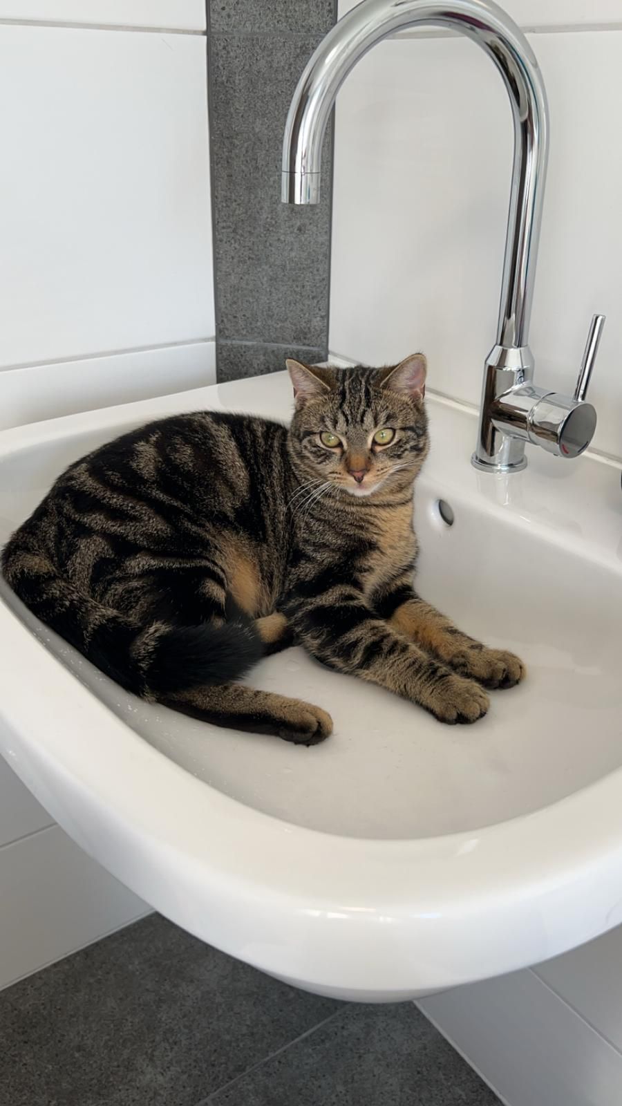 Simba - Dörfling, Bogen