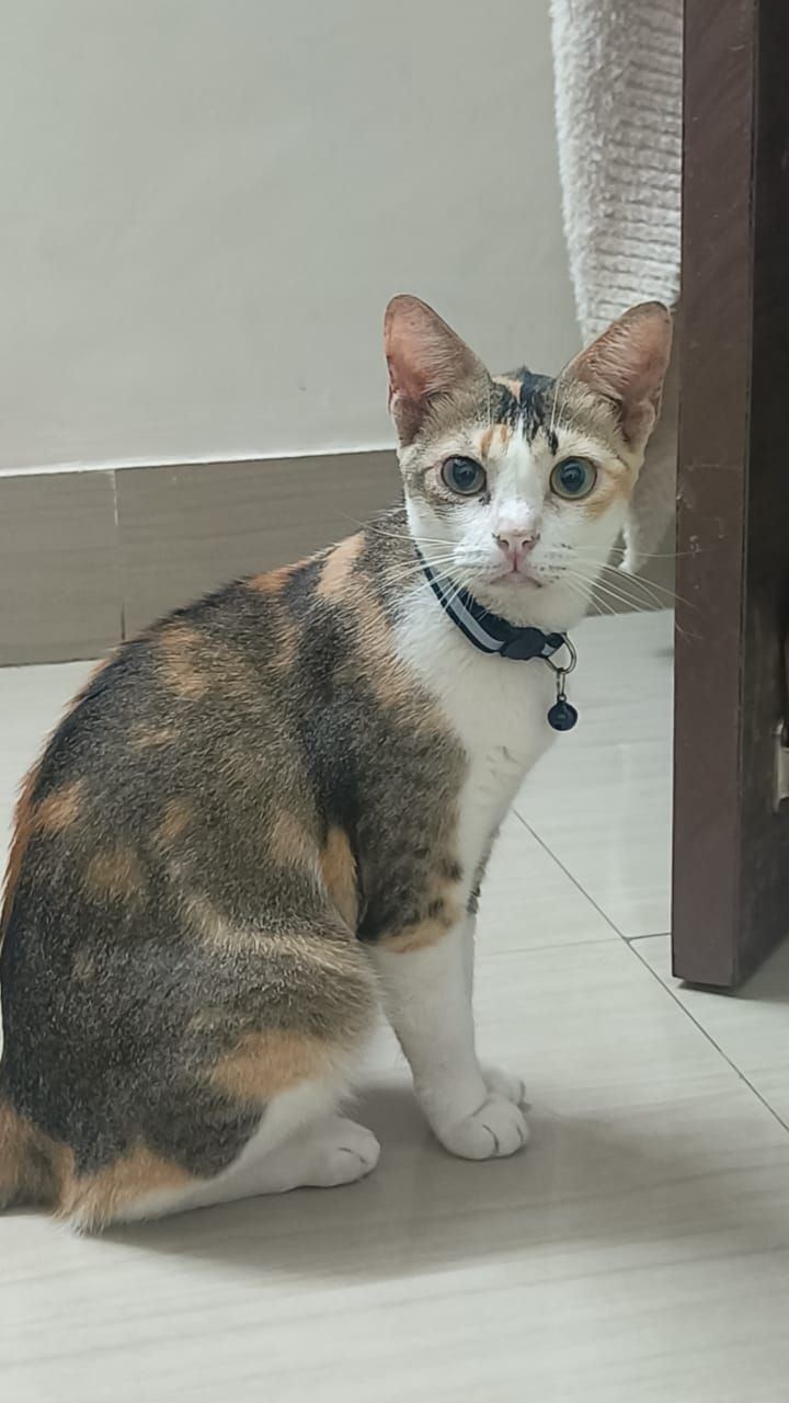 Kiwi - Opposite Sagore dutta hospital, Barrackpore Trunk Road, Dum Dum