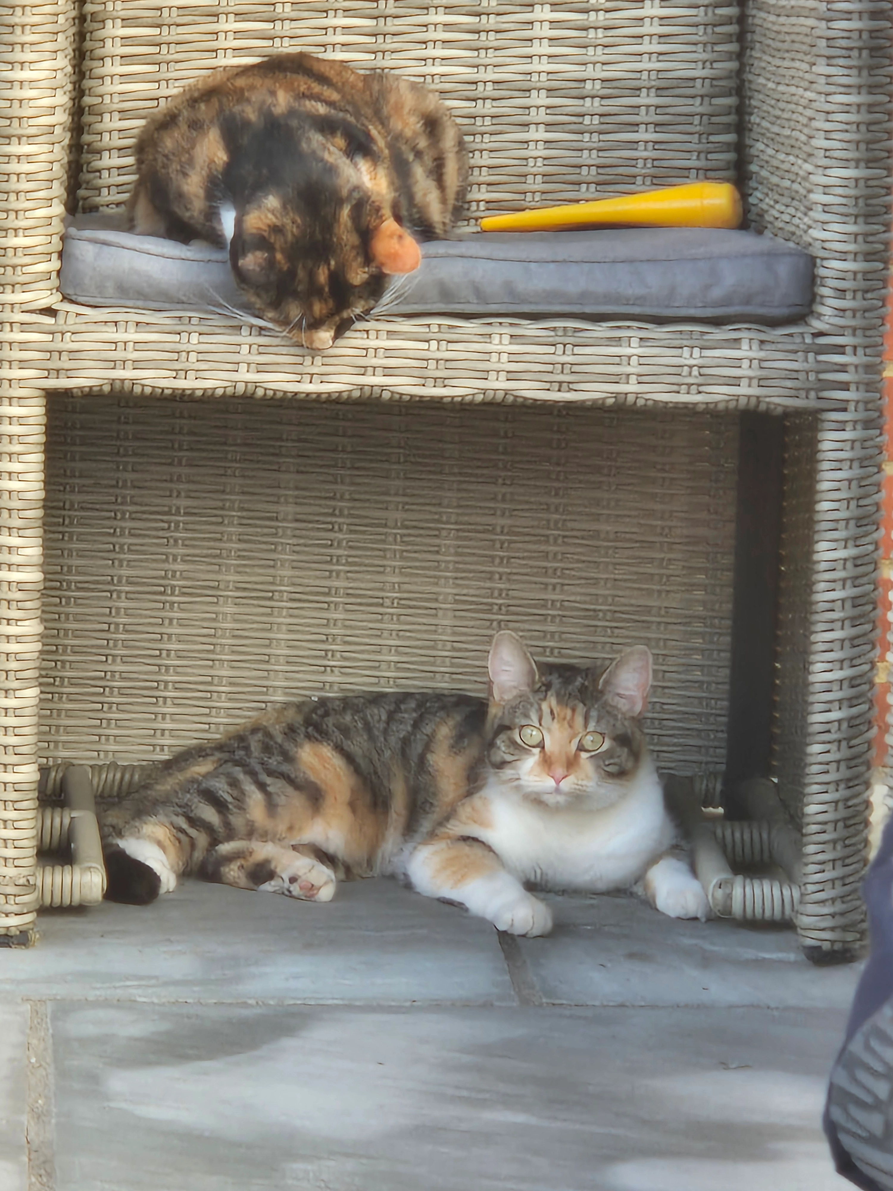 LOTTIE - Lacock Gardens, Maidstone