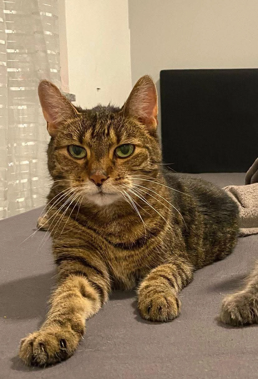 Mäuschen  - Auf dem Daniel, Mechernich