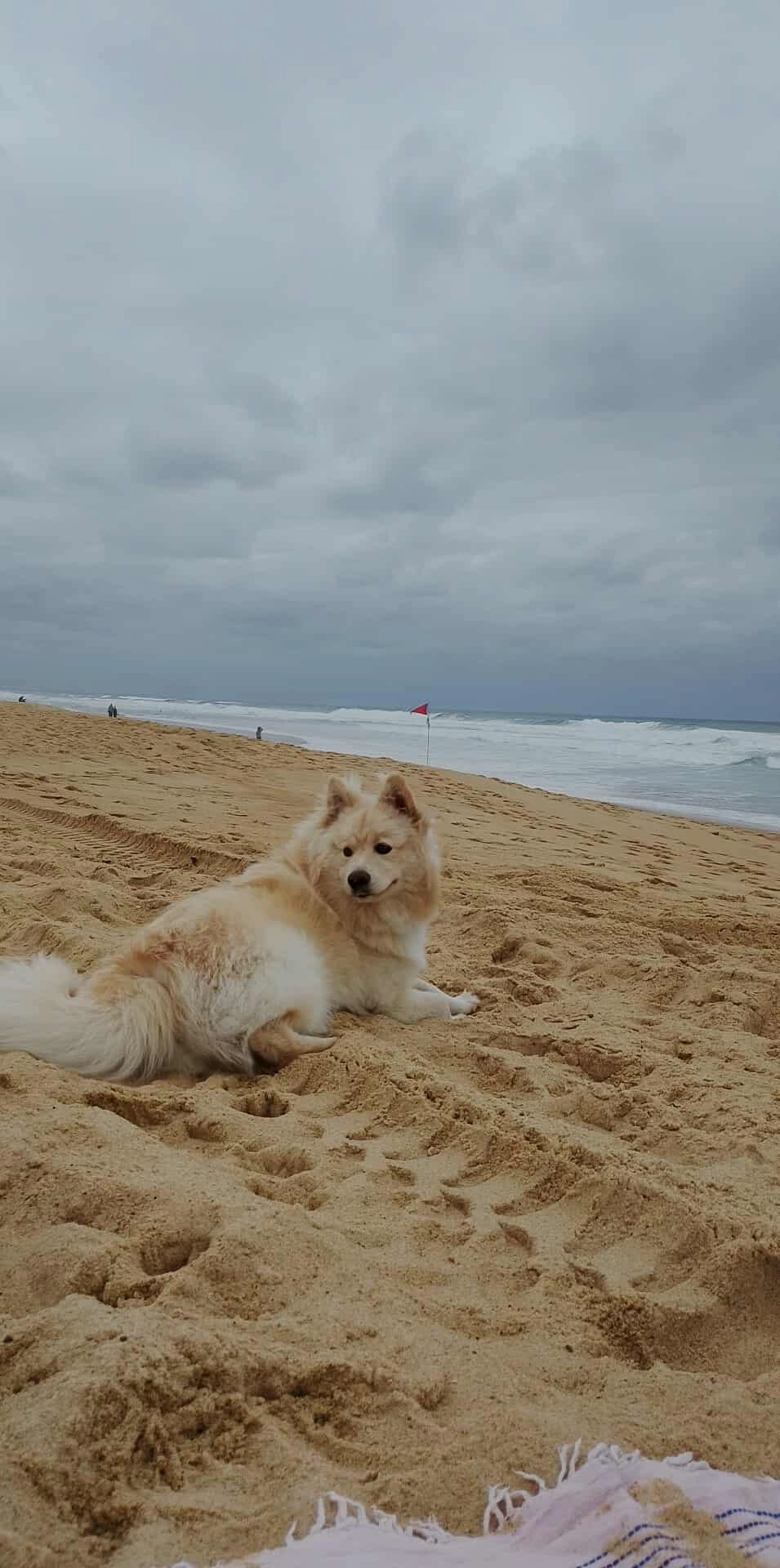 Isis - Résidence Les Fougères, Seignosse