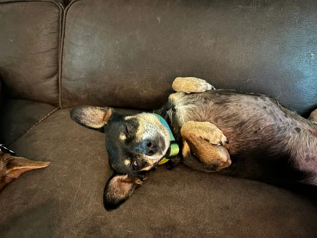 Bob - Meadow Oaks Drive, Haltom City