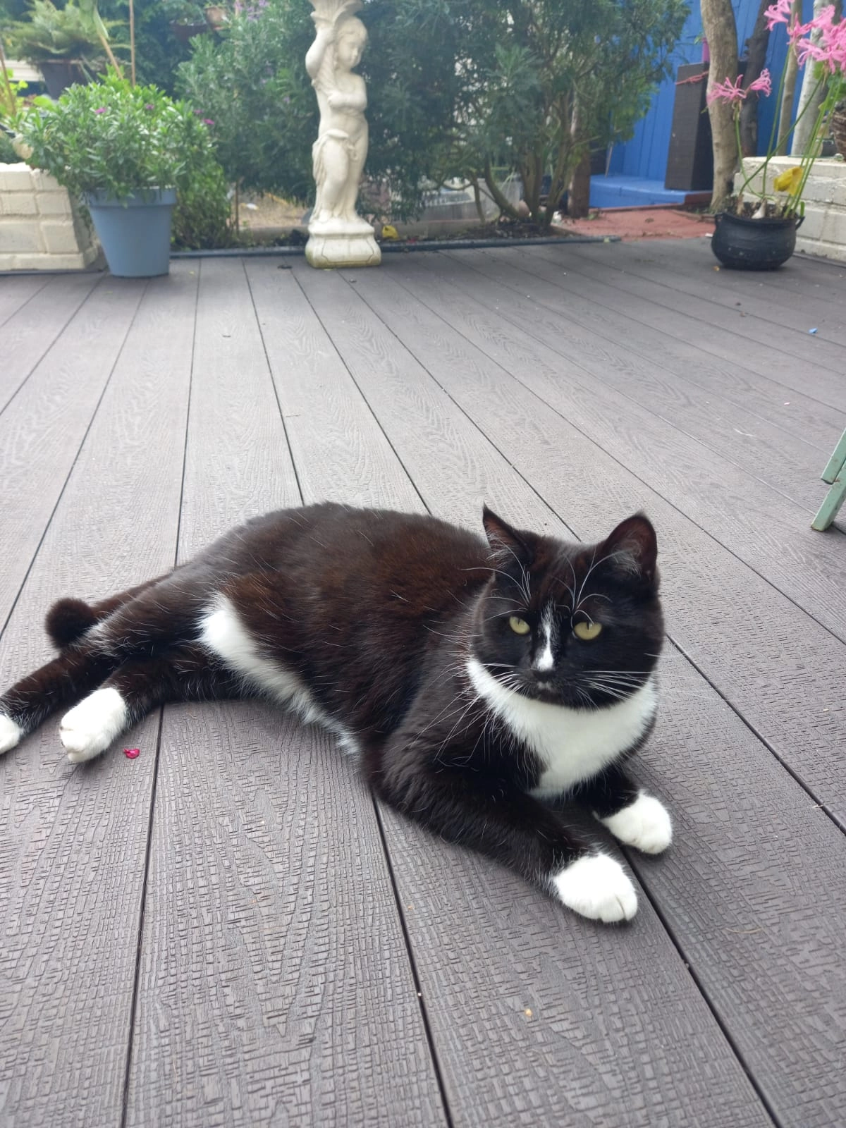 Luna - The Orchard, Templeogue