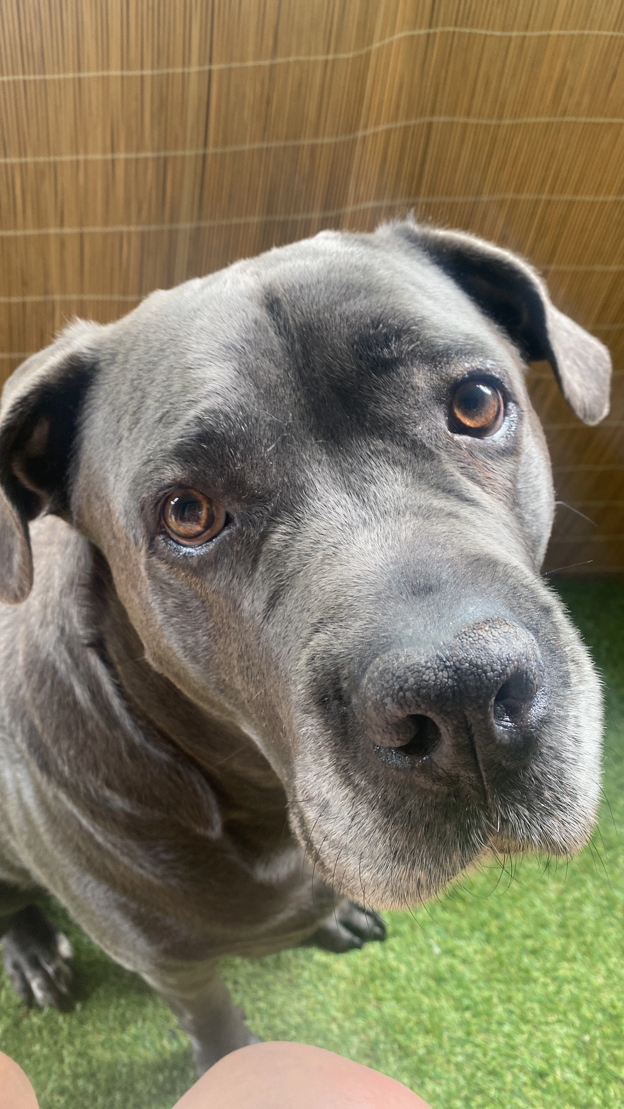 Lejdi - Ulica Petlovača, Šabac