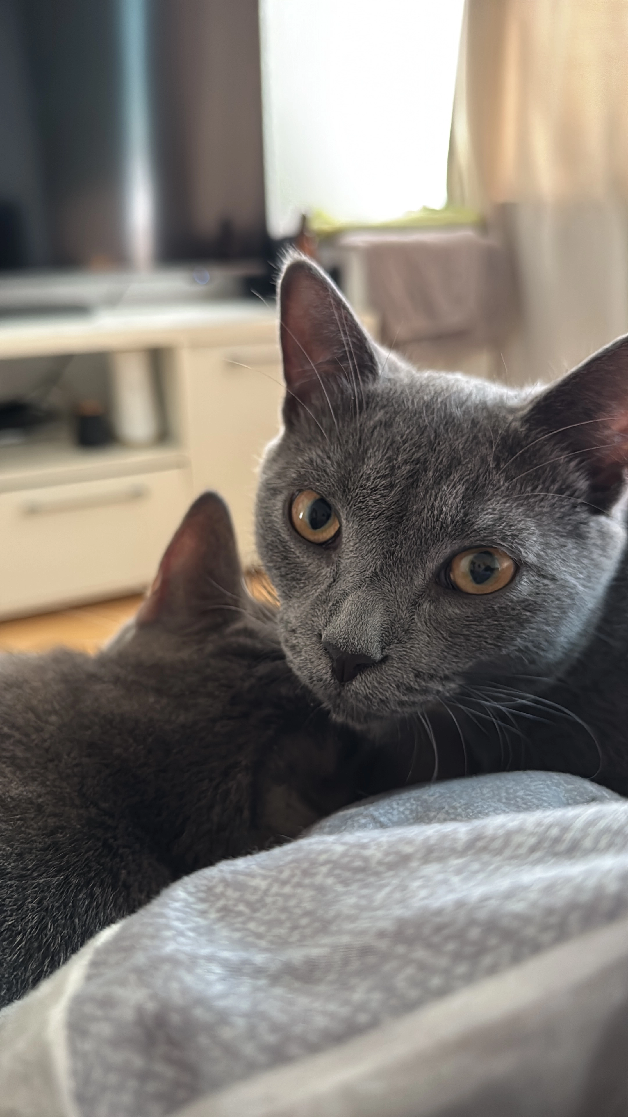 Speedy - Janesvej, Brabrand