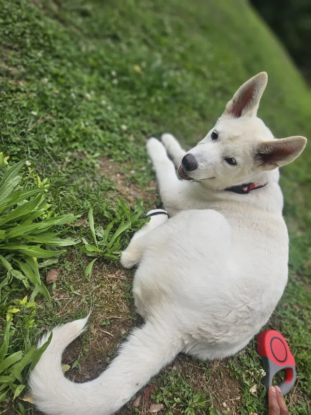 Toby - Grove Avenue, Raleigh