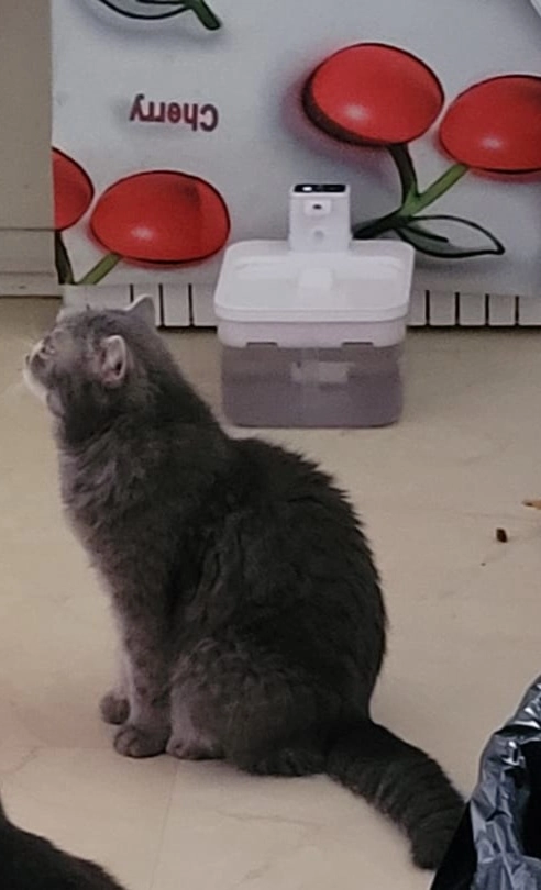 Pupuce - Chemin de Broucas, Fronsac