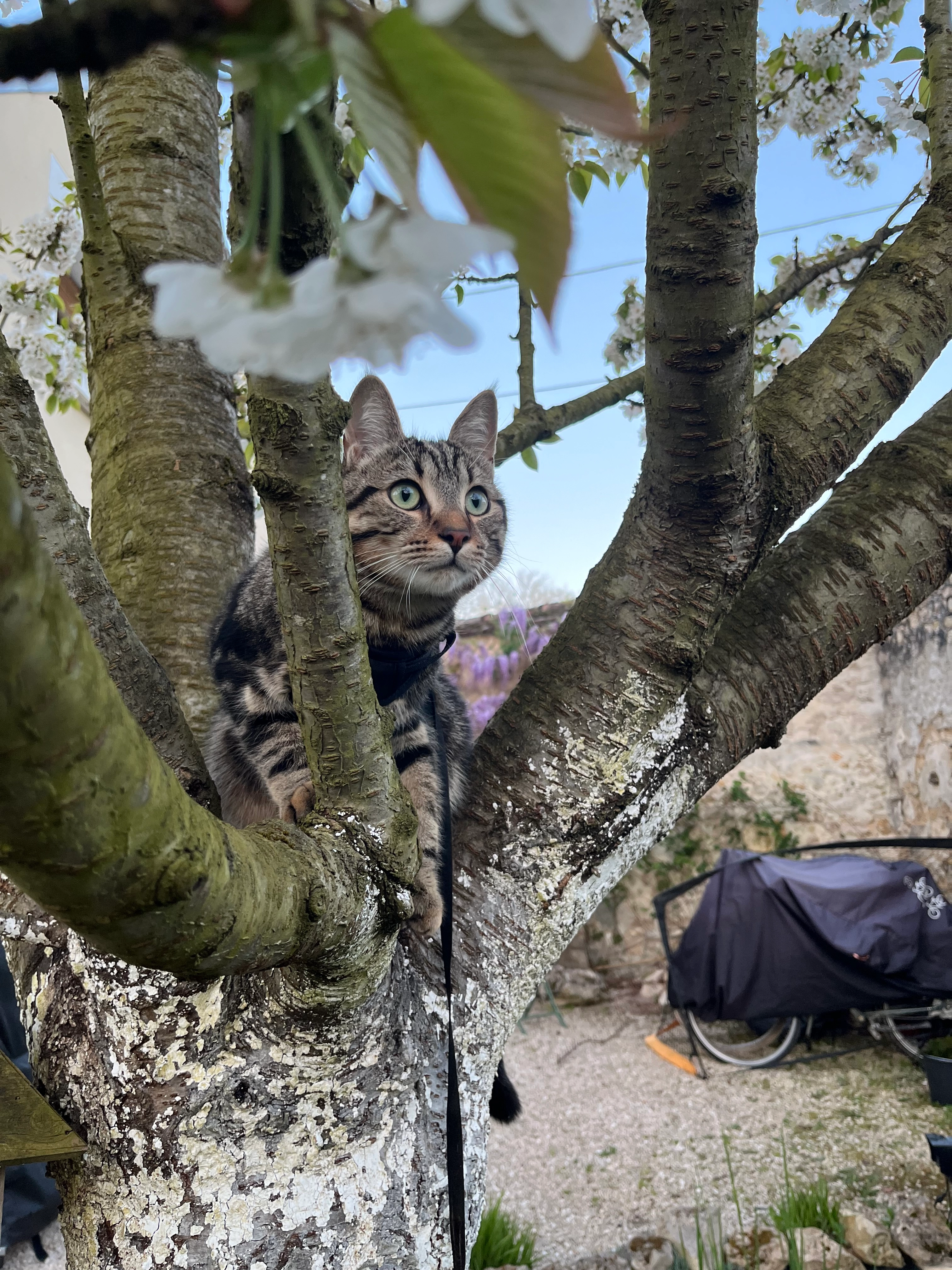 Watson - 14 Rue Robert Dumesnil, Saint-Pierre-lès-Nemours