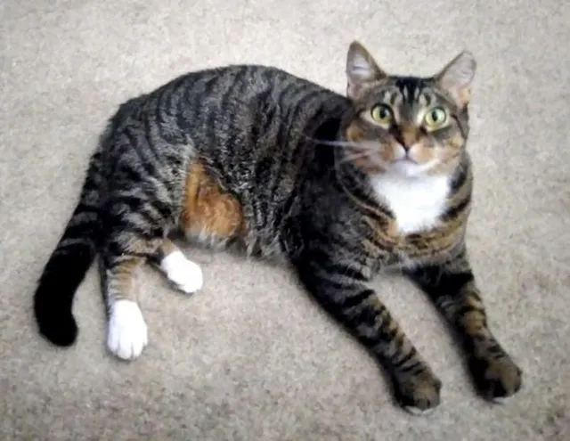 Missing Cat - Branch Ave N, Temple Hills