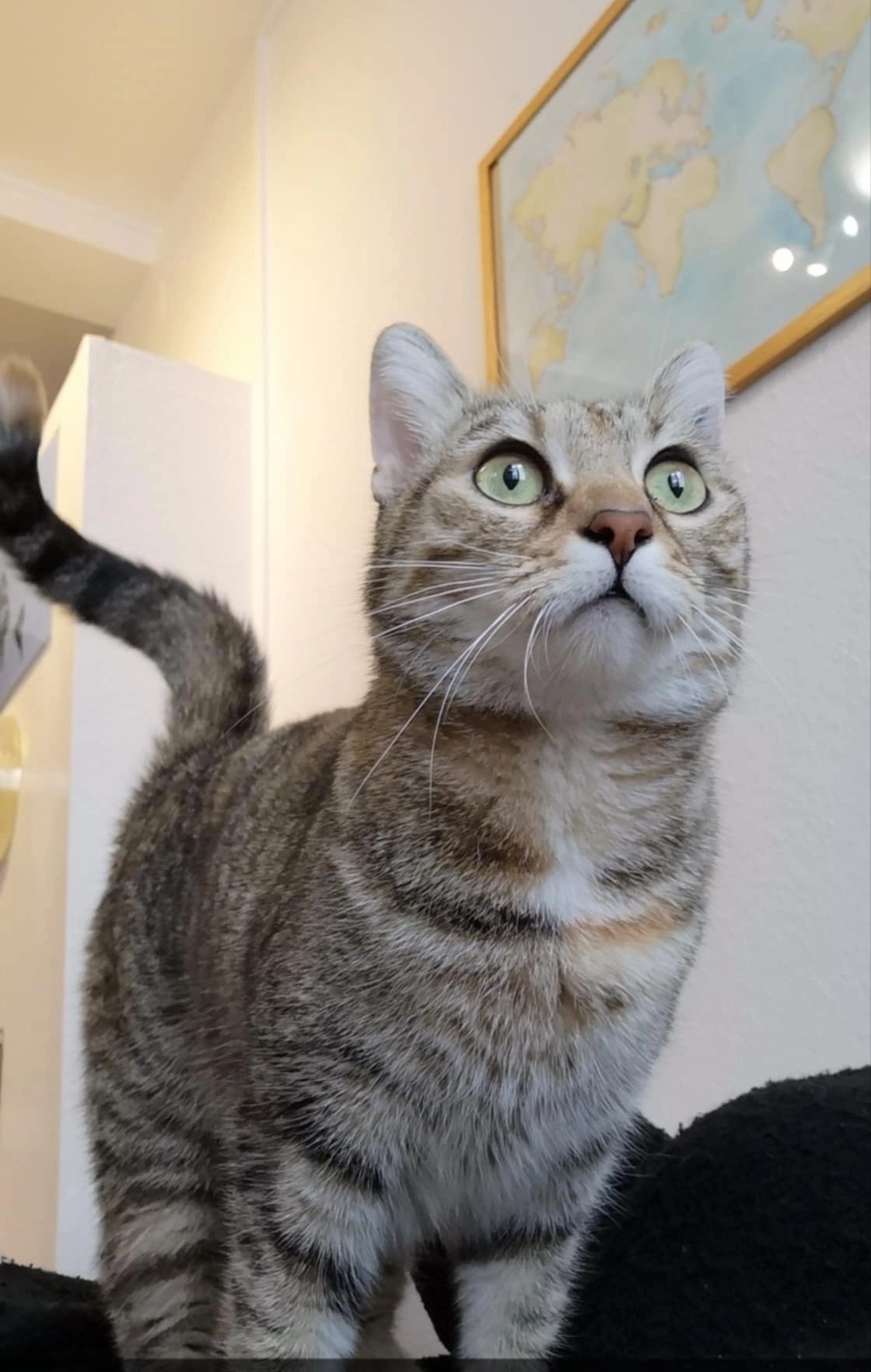 Minou - Rue Du Bourg L'évesque, Rennes