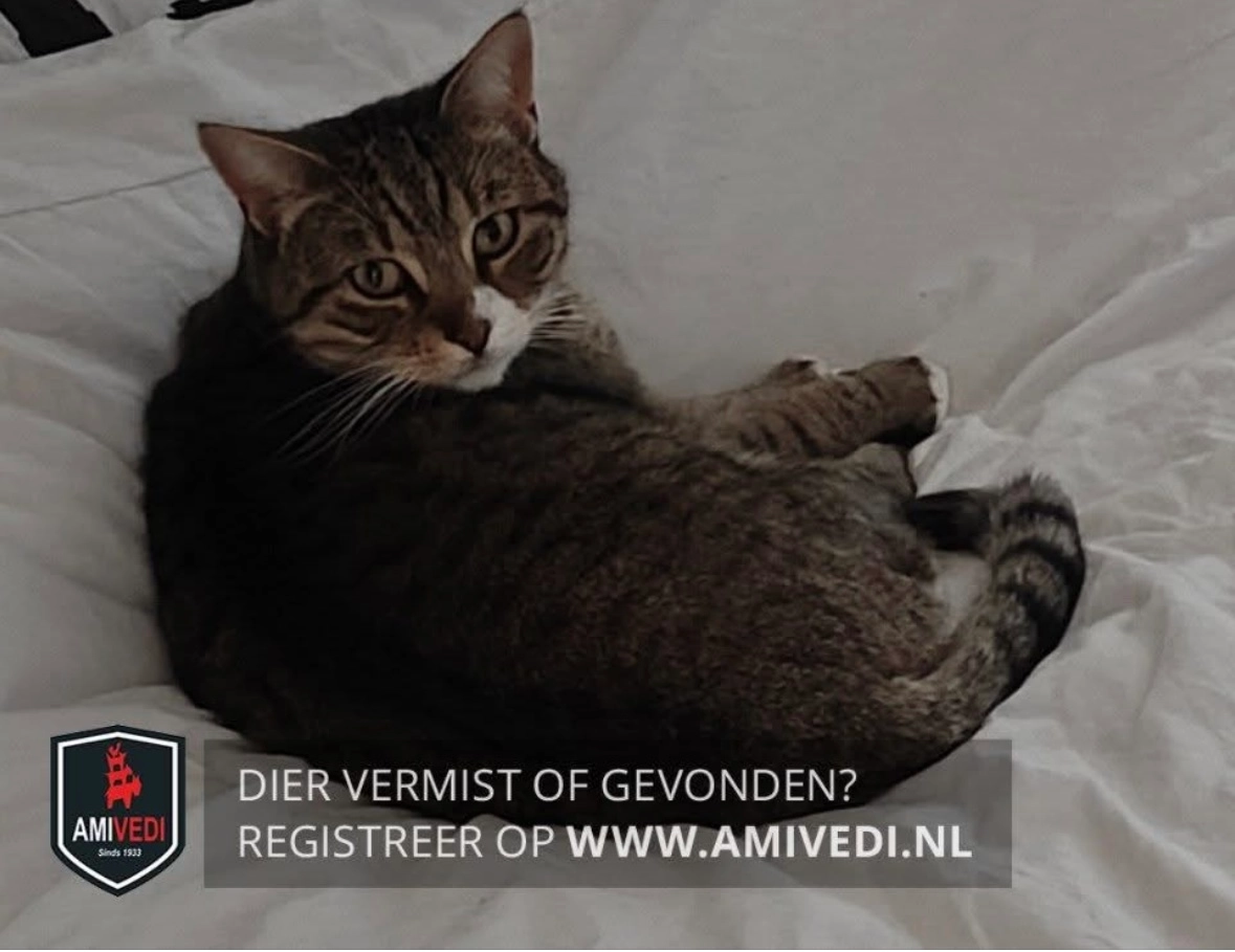 Puckie - Cataloniëstraat, Alkmaar