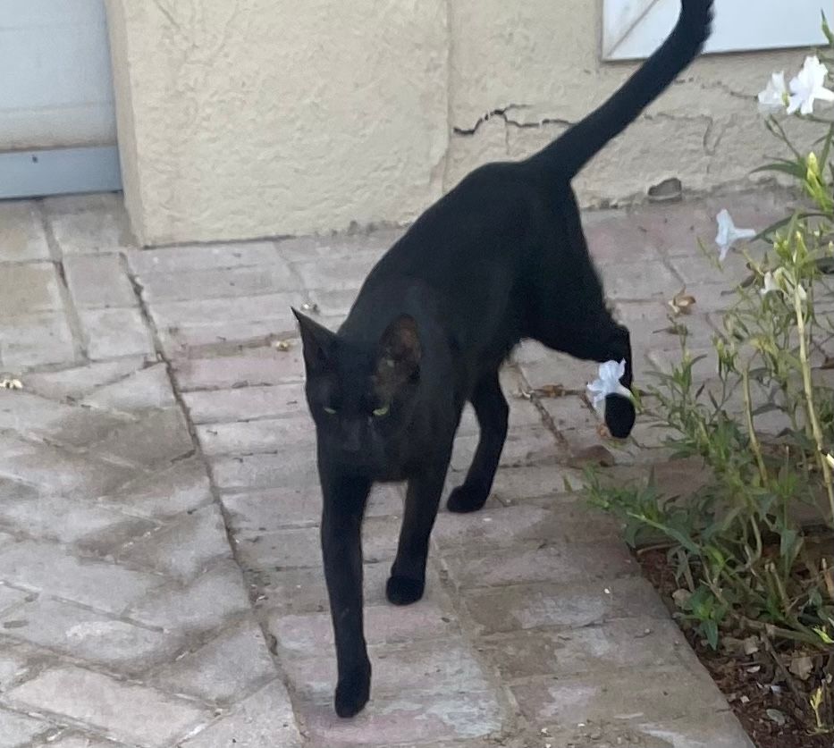 Batman  - Αγίου Σπυρίδωνος, Markopoulo Mesogaias