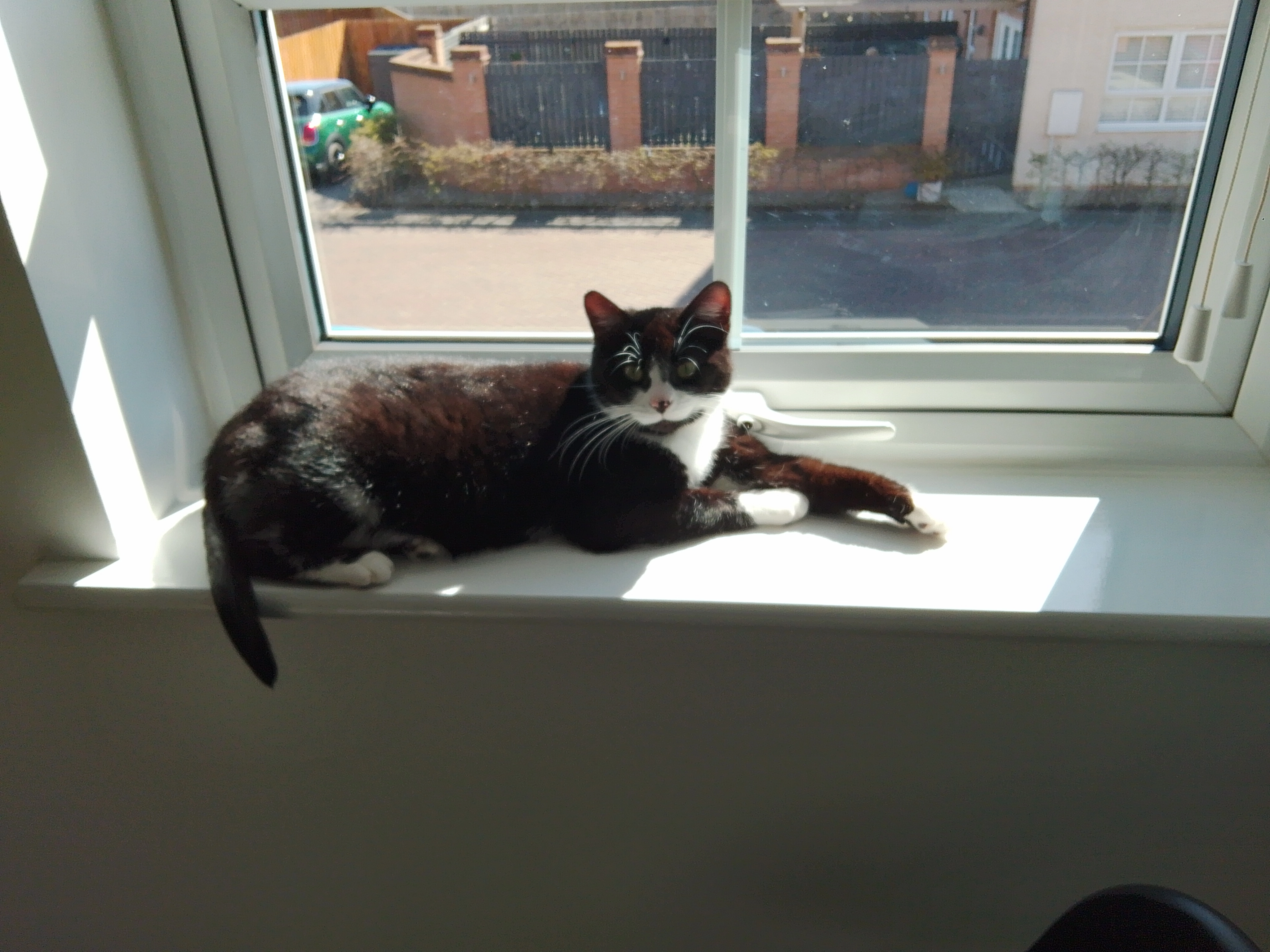 Nancy - Ploughmans Gardens, Beverley