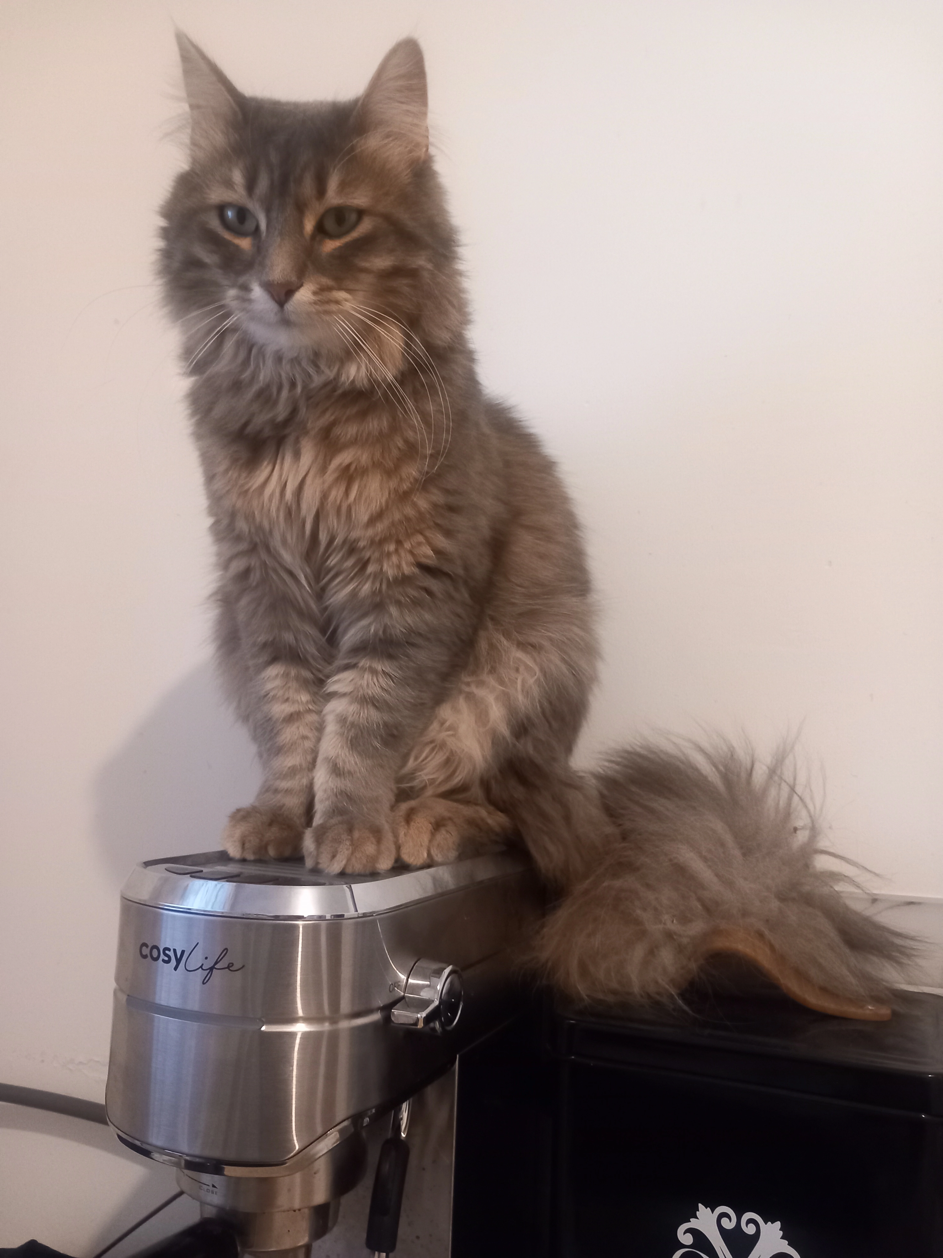 Rocky - 102 Rue Romain Rolland, Les Lilas