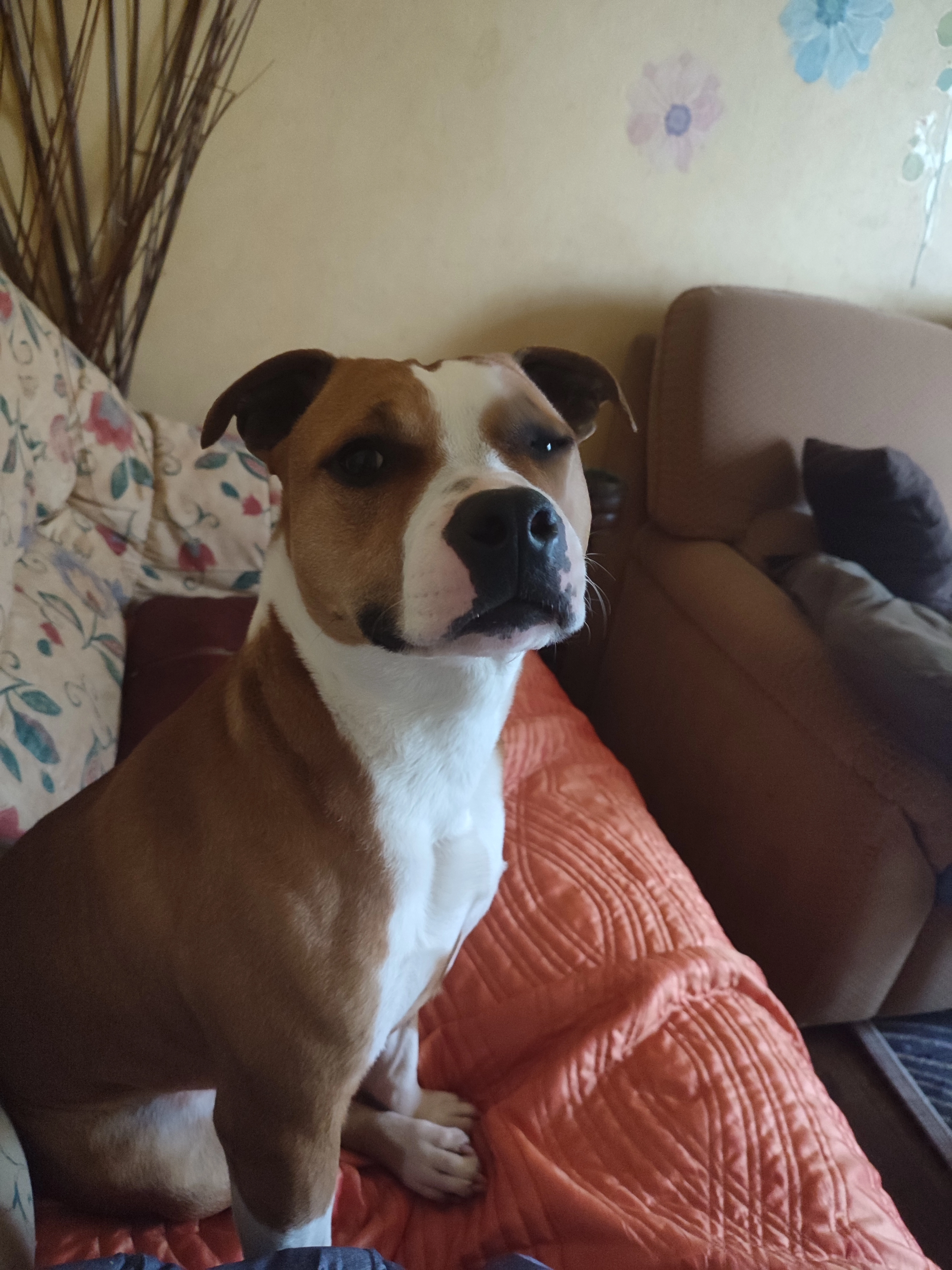 Rania shaya bilbac - 19100, Brive-la-Gaillarde