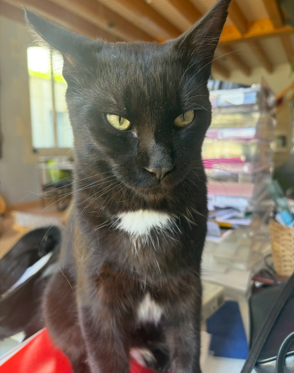 Yumy  - 11 Route de Marnand, Thizy-les-Bourgs