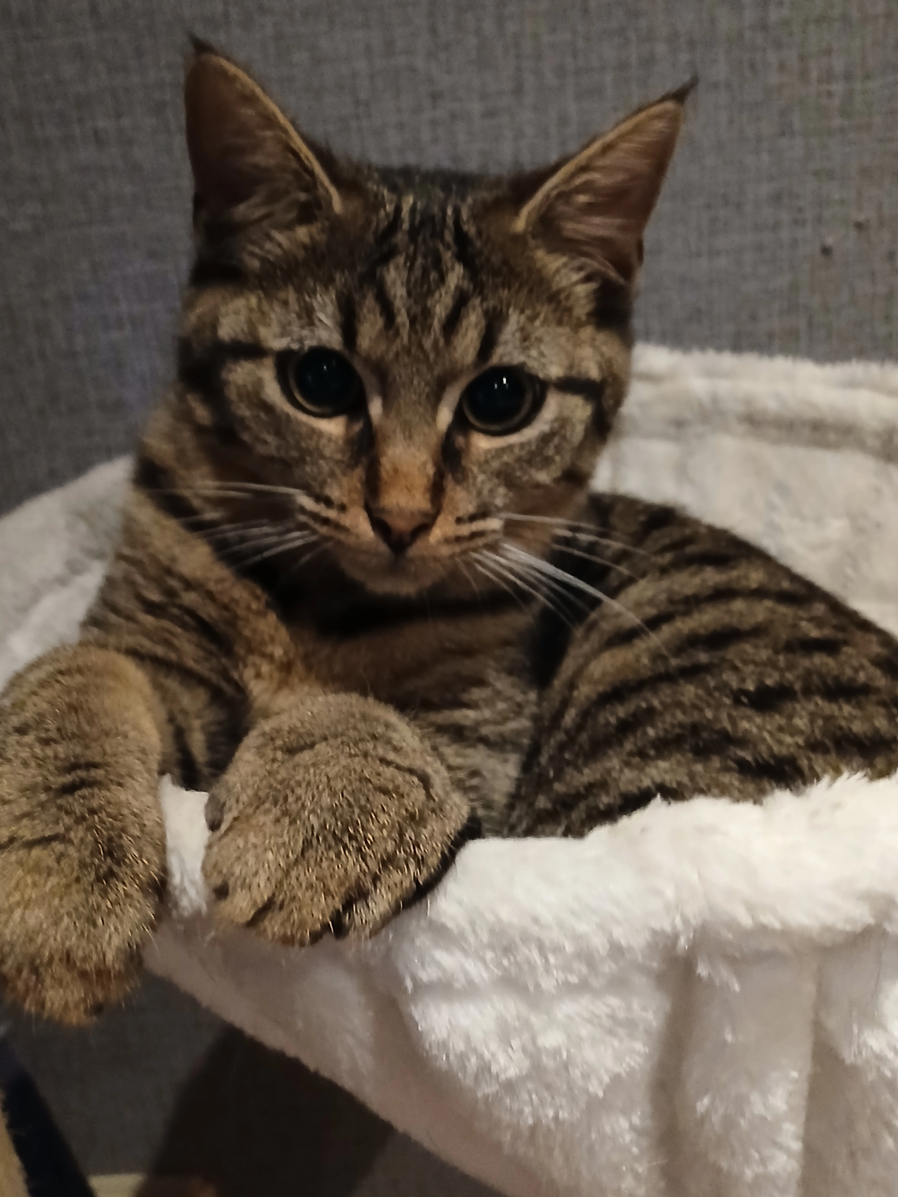 Nala - Neustraße, Beckingen