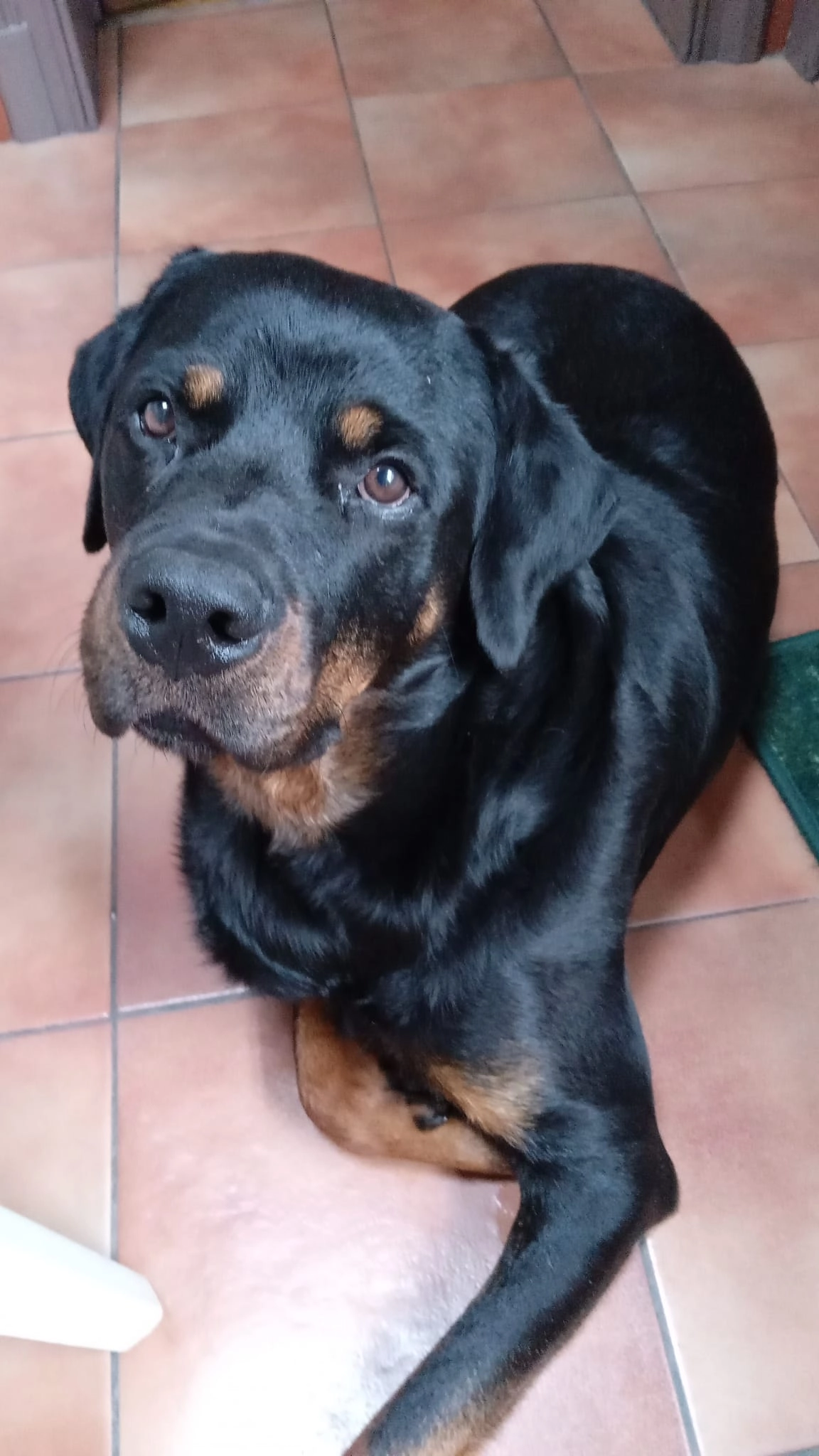 Bruce - Rue Chant Des Oiseaux, Sambreville