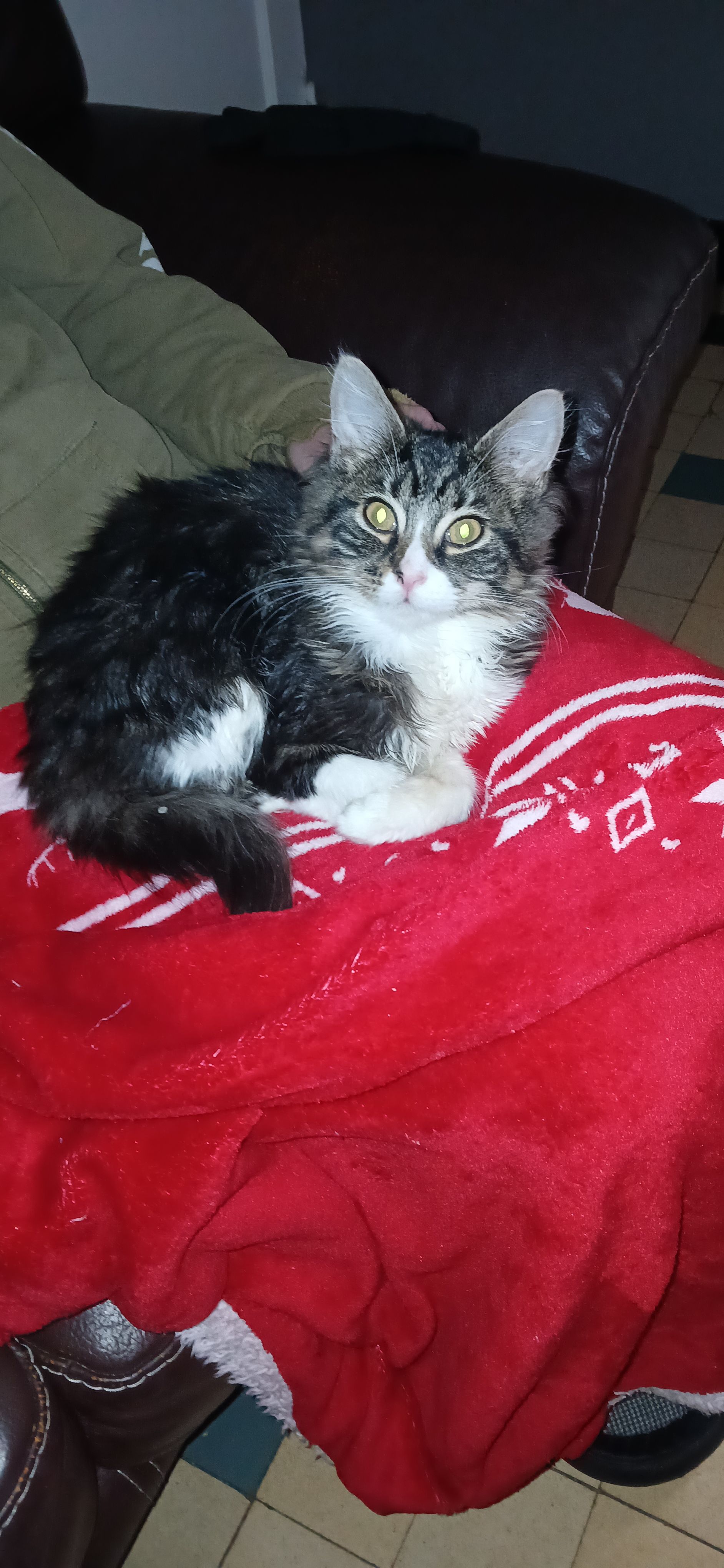 Loulou - Rue d'Armentières 196, Comines