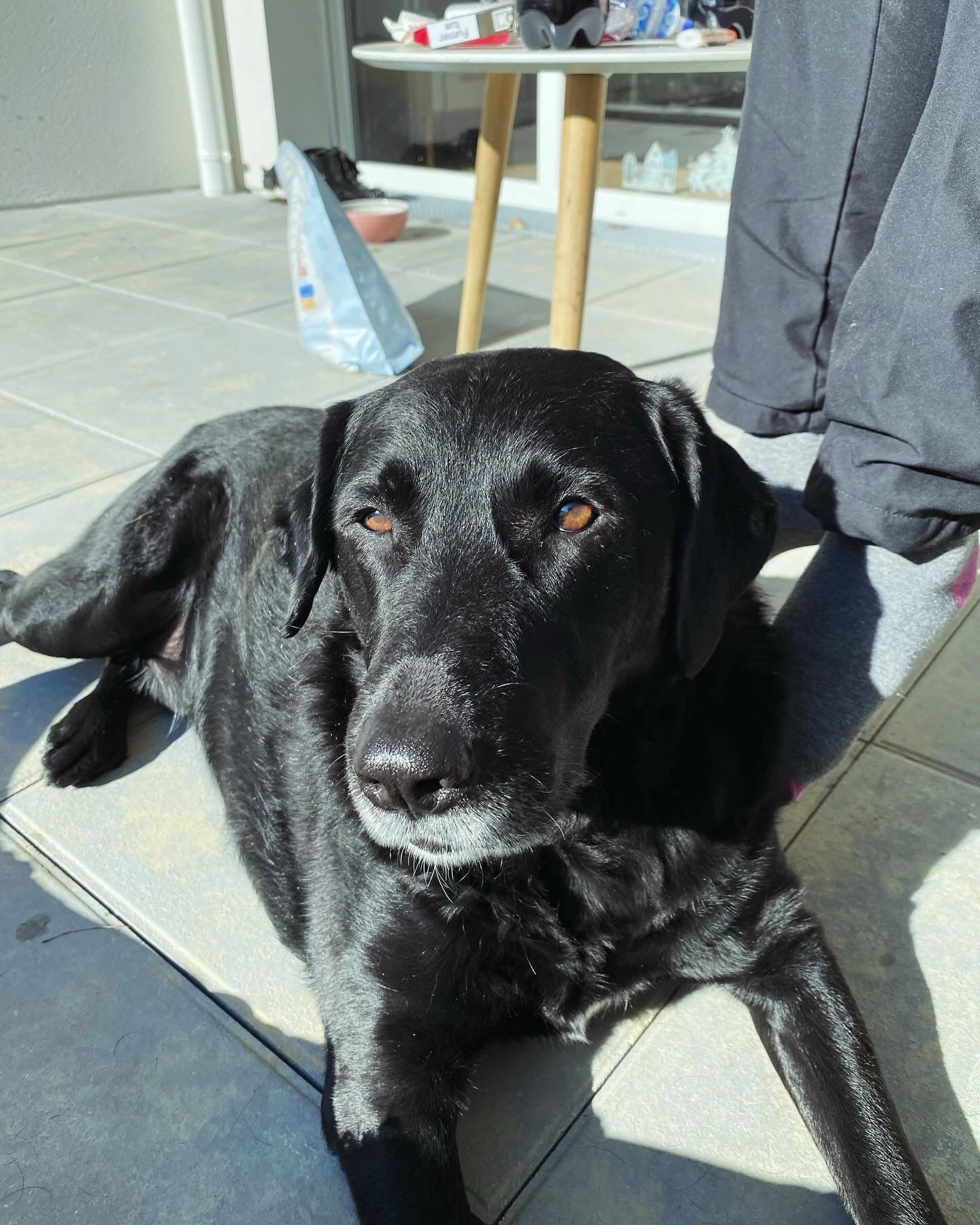 Jack - Square De L'aude, Fonsorbes
