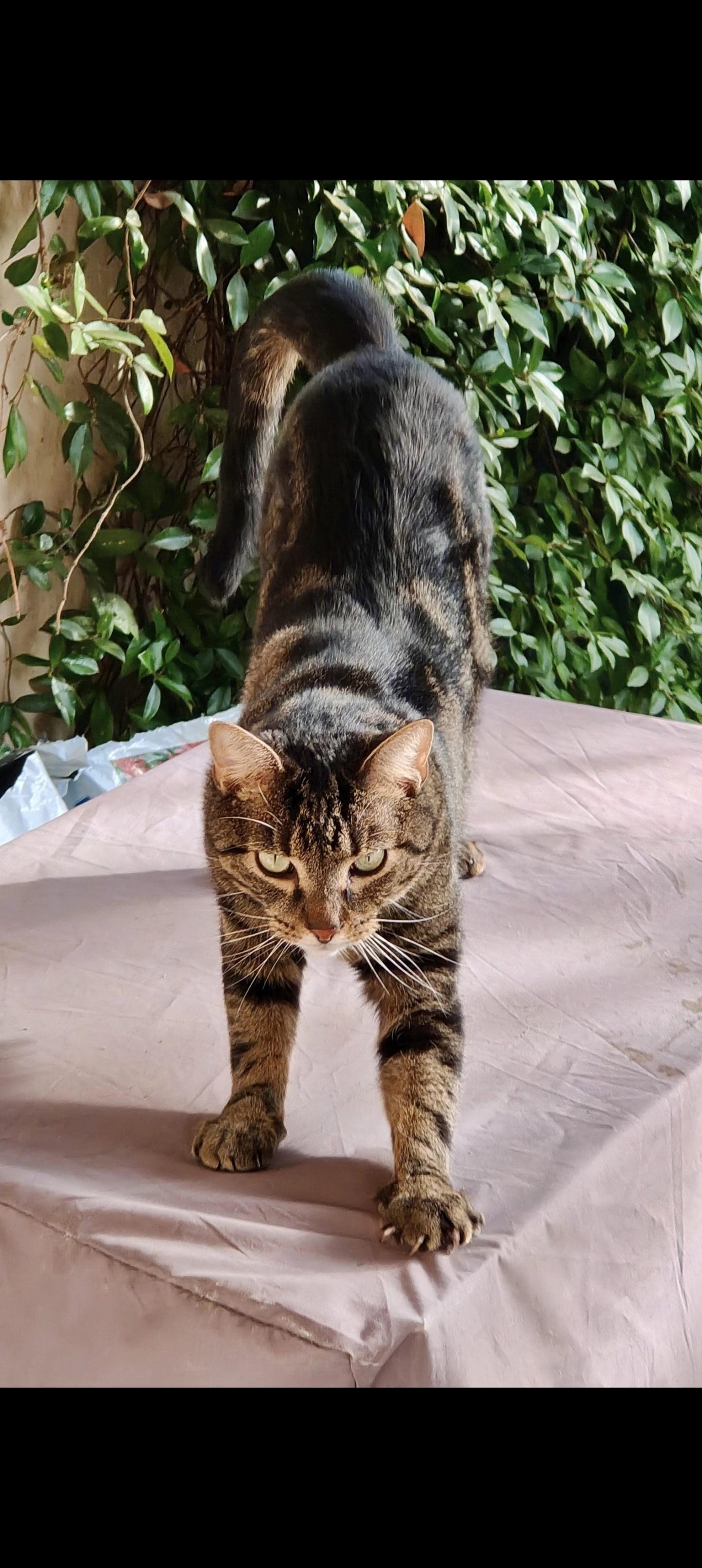 Vernant' - 125 Rue du Plateau Calliste, Saint-Laurent-du-Var