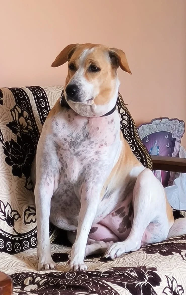 Rosy - 2nd Street, Chitlapakkam