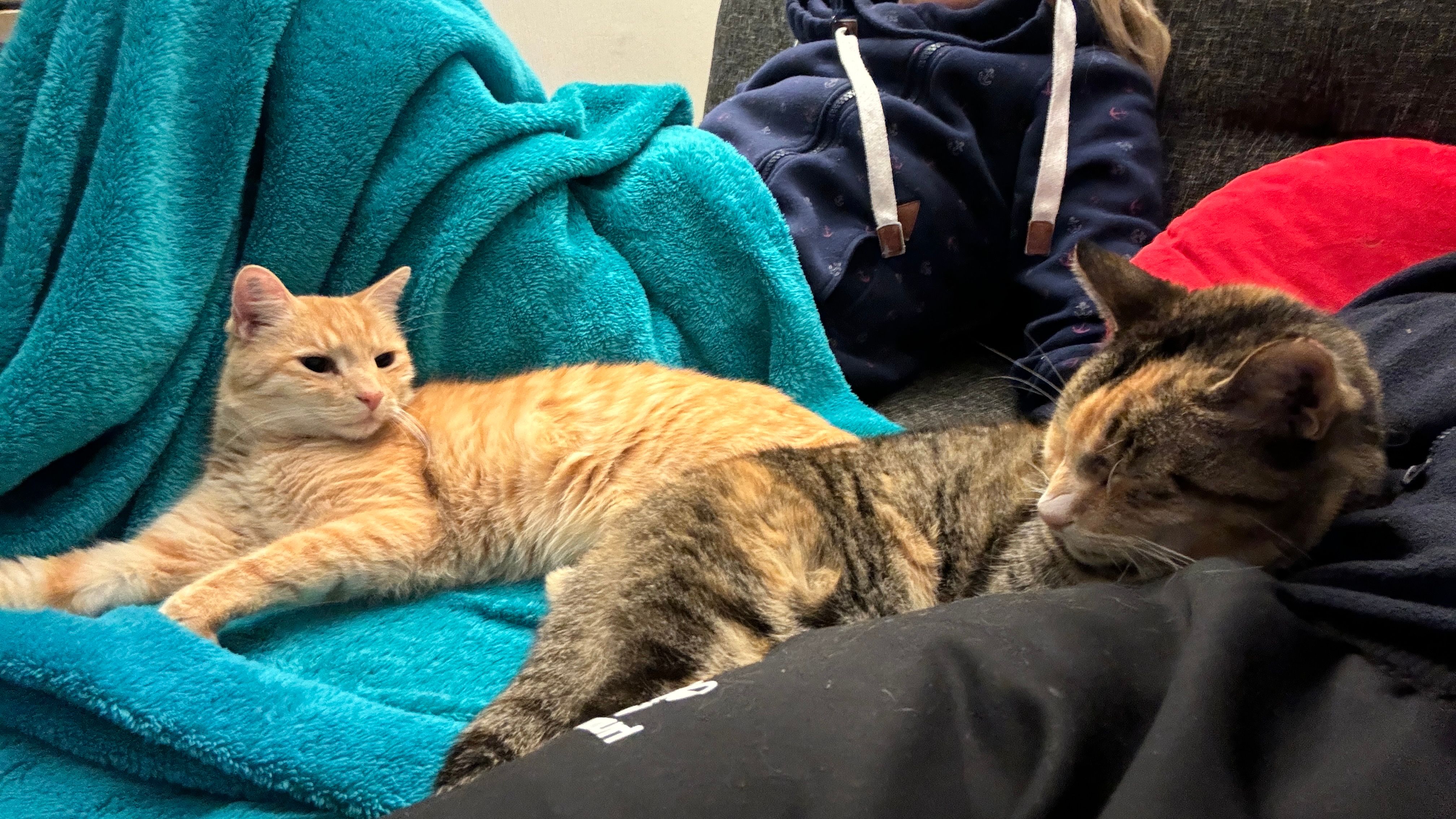 Joschi - Vaenser Weg, Buchholz in der Nordheide