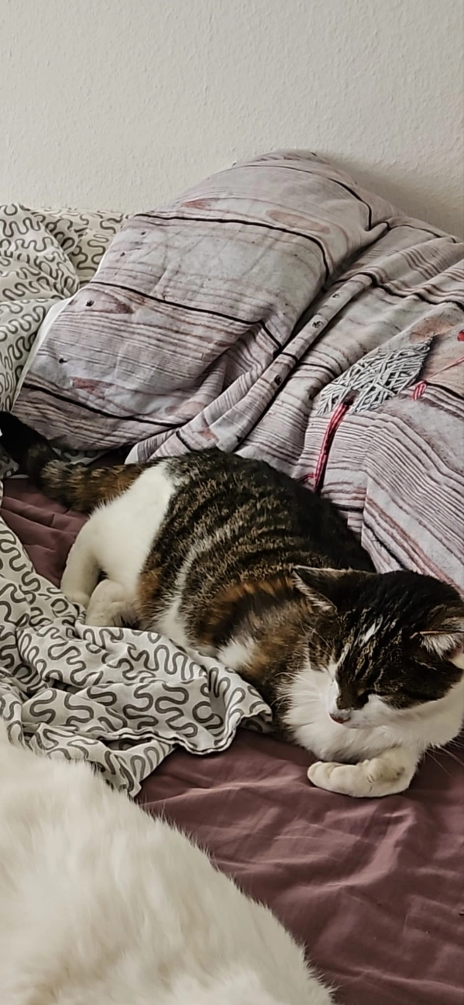 Neron  - Alpenstrasse 7, Ostermundigen