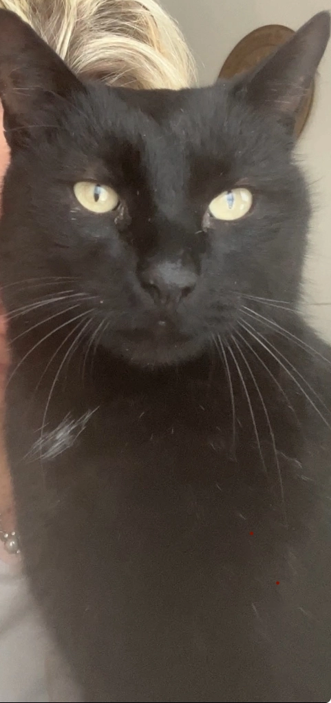 Burli - Maierhöfen 2, Dunkelsteinerwald