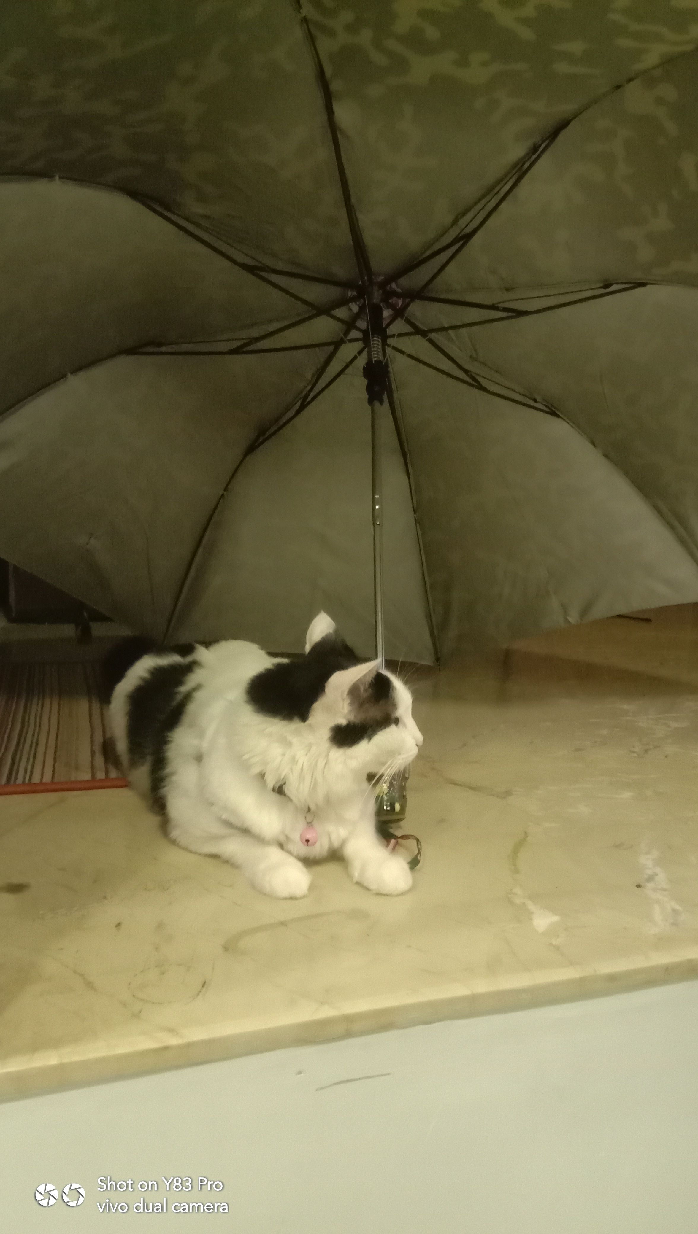 Lizza  - Ravet - Walhekarwadi Road, Pimpri-Chinchwad