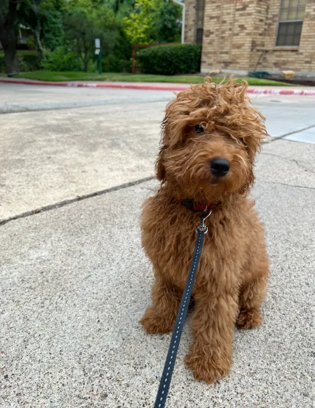 Theo - 2409 Vagas St, Dallas