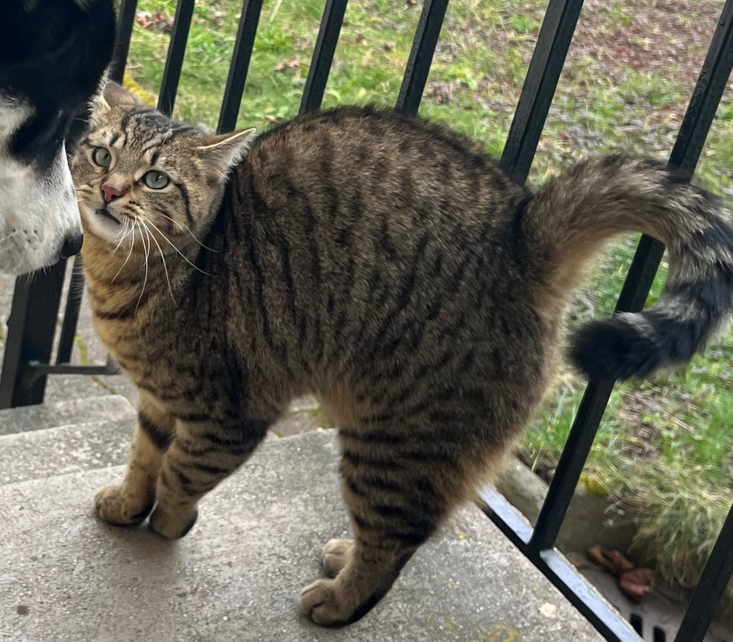 INU - Höllentalstraße, Freiburg im Breisgau