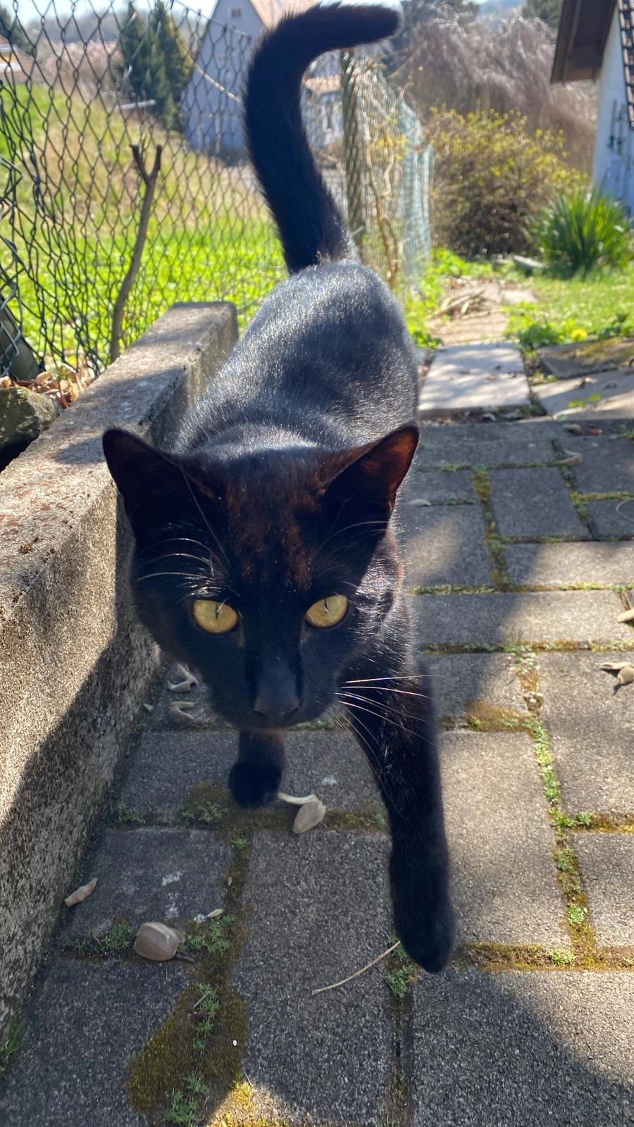 kian  - Zum Hohen Berg, Homberg