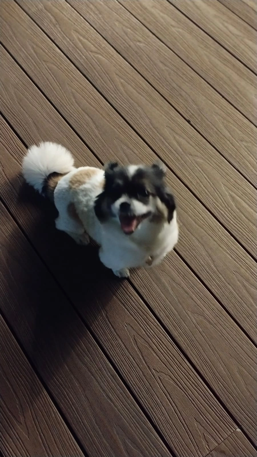 Shasha - 81100, Johor Bahru