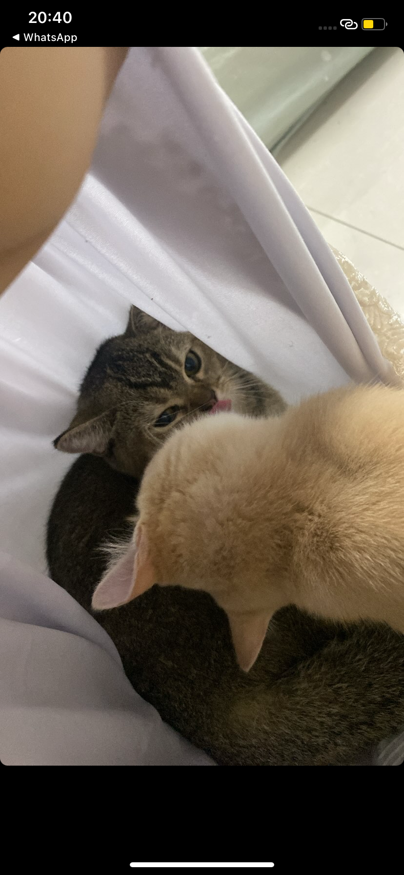 Ayam - 10470, Penang