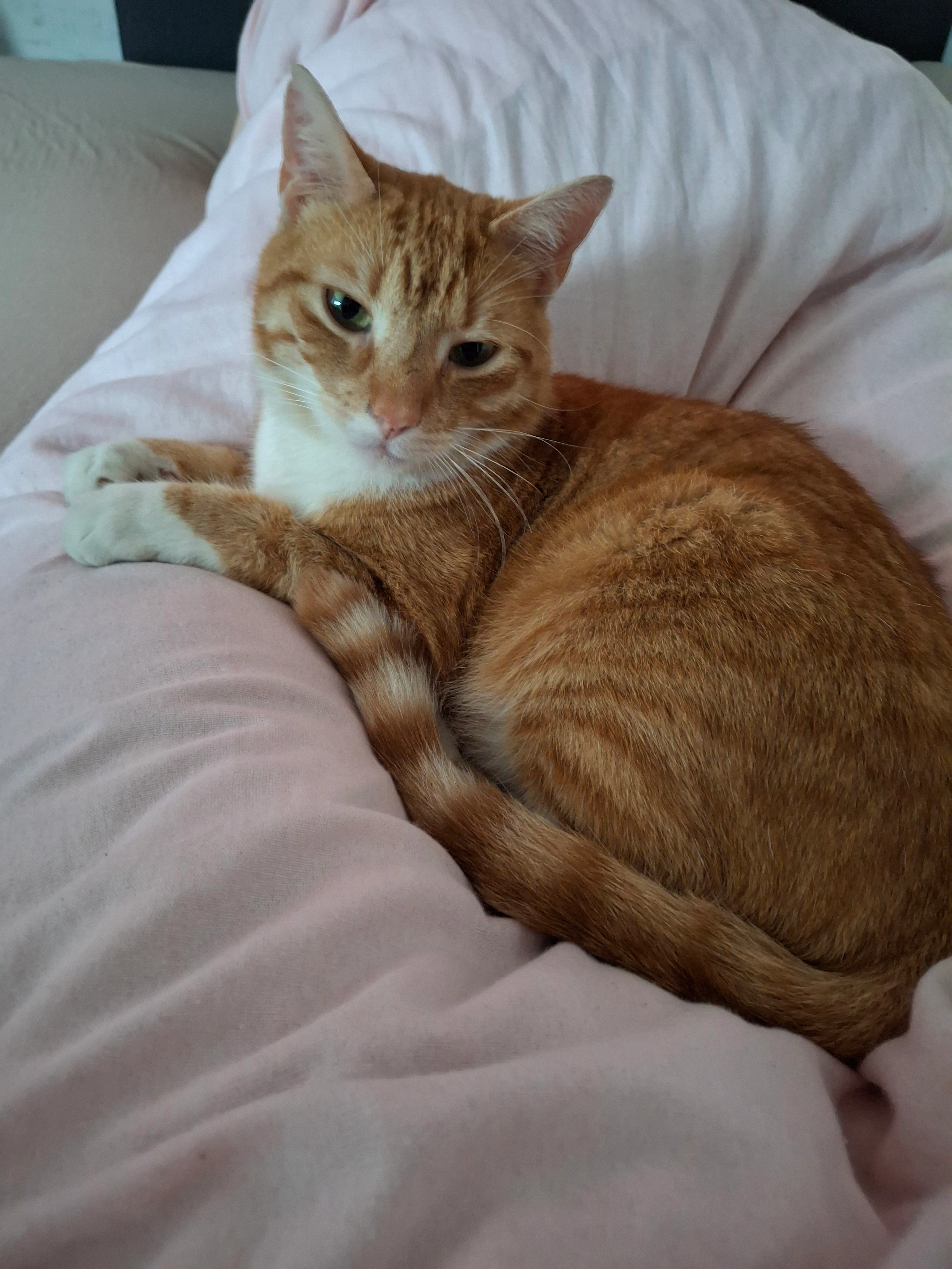 Noah - Mahndorfer Heerstraße, Bremen