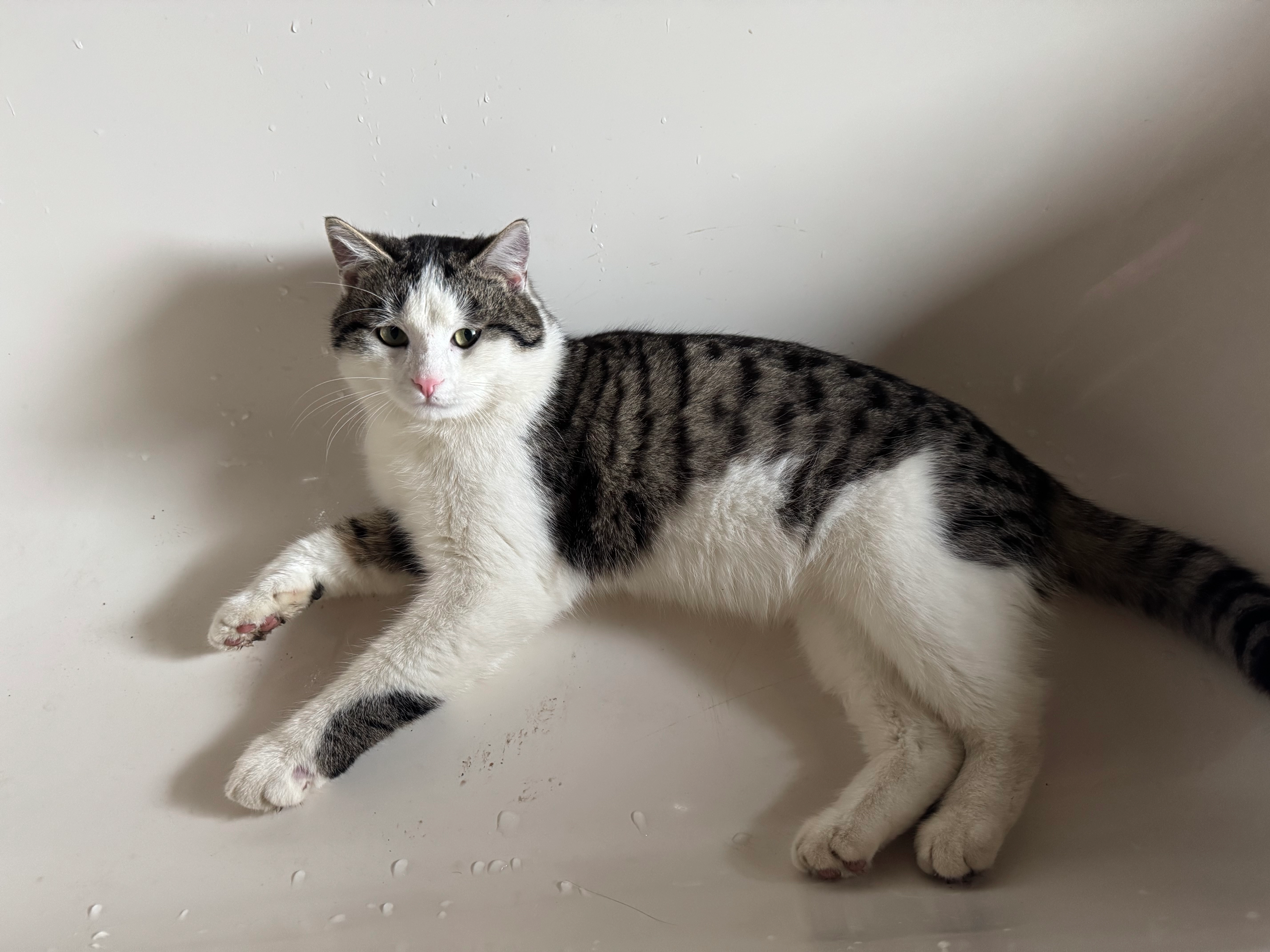 Kusi - Heimatstraße, Bad Lippspringe