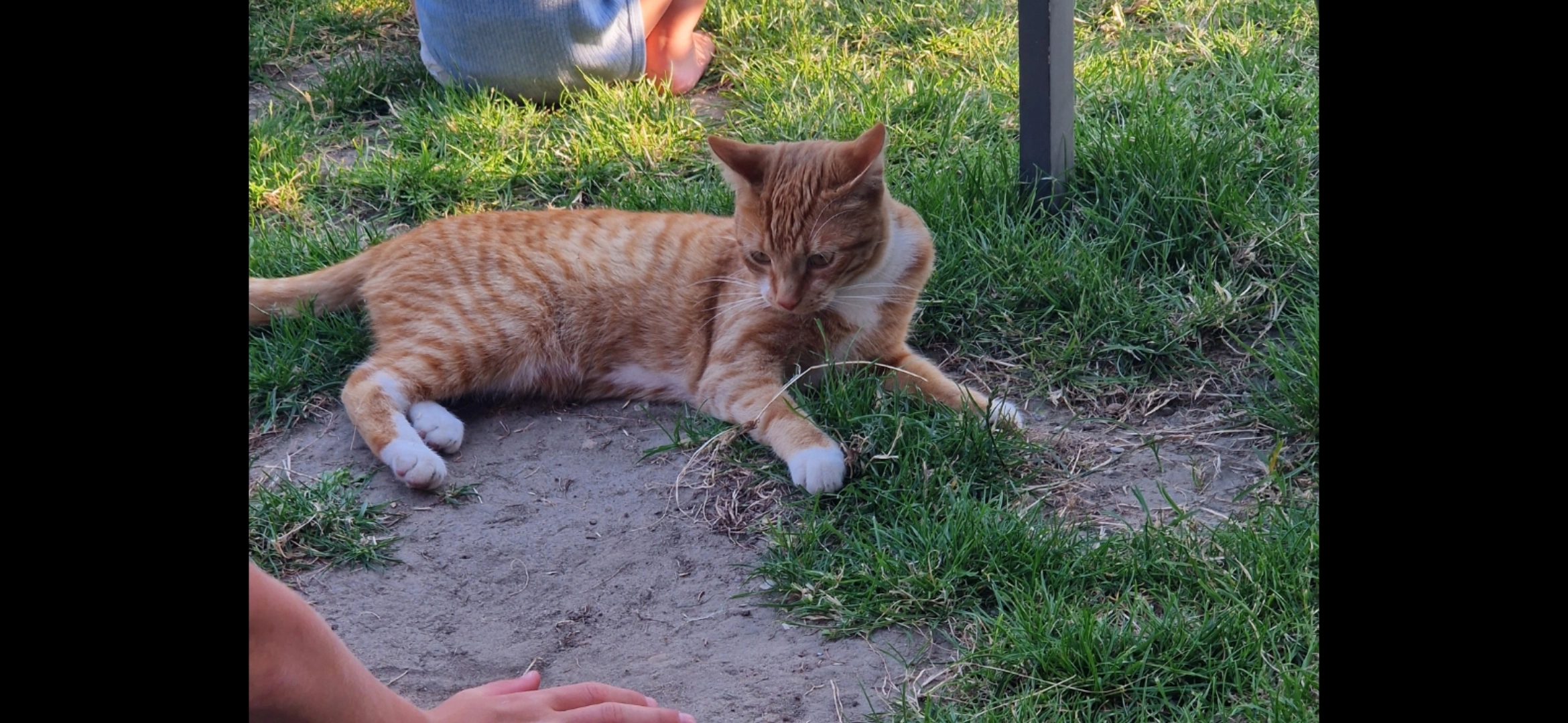 Tijgertje - Van Steestraat, 's-Heerenhoek