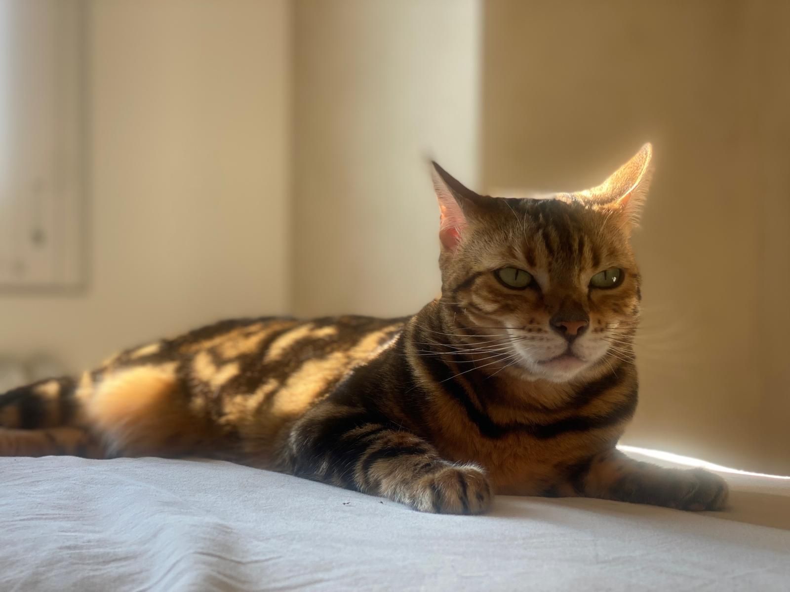 Tiffany - Hertensteinstrasse, Weggis