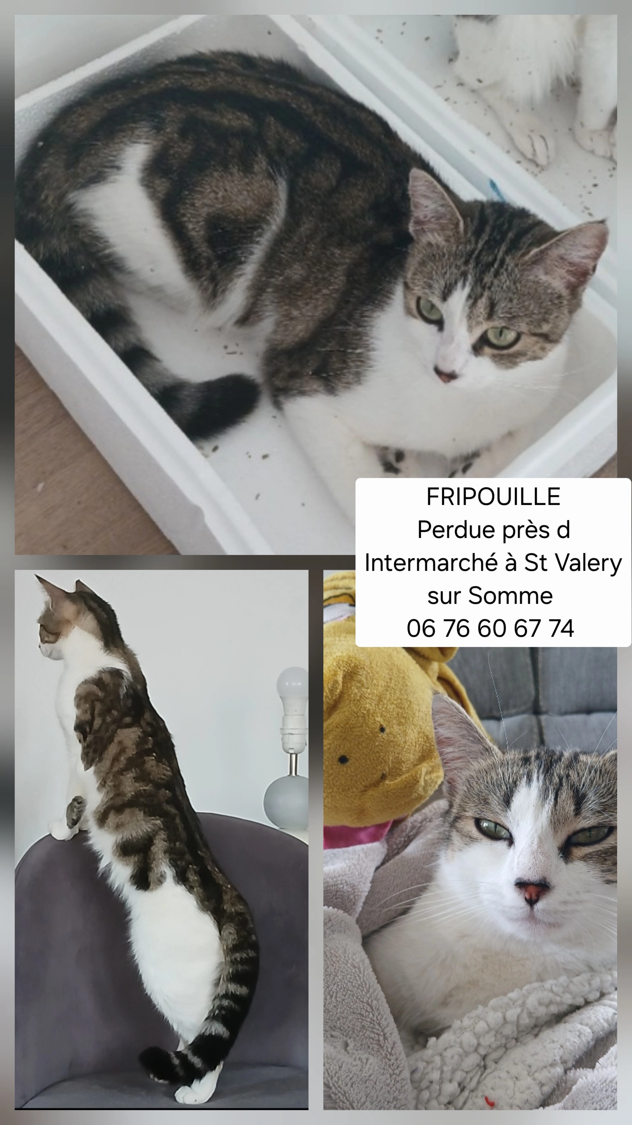 FRIPOUILLE  - Rue Gilbert Gauthé, Saint-Valery-sur-Somme