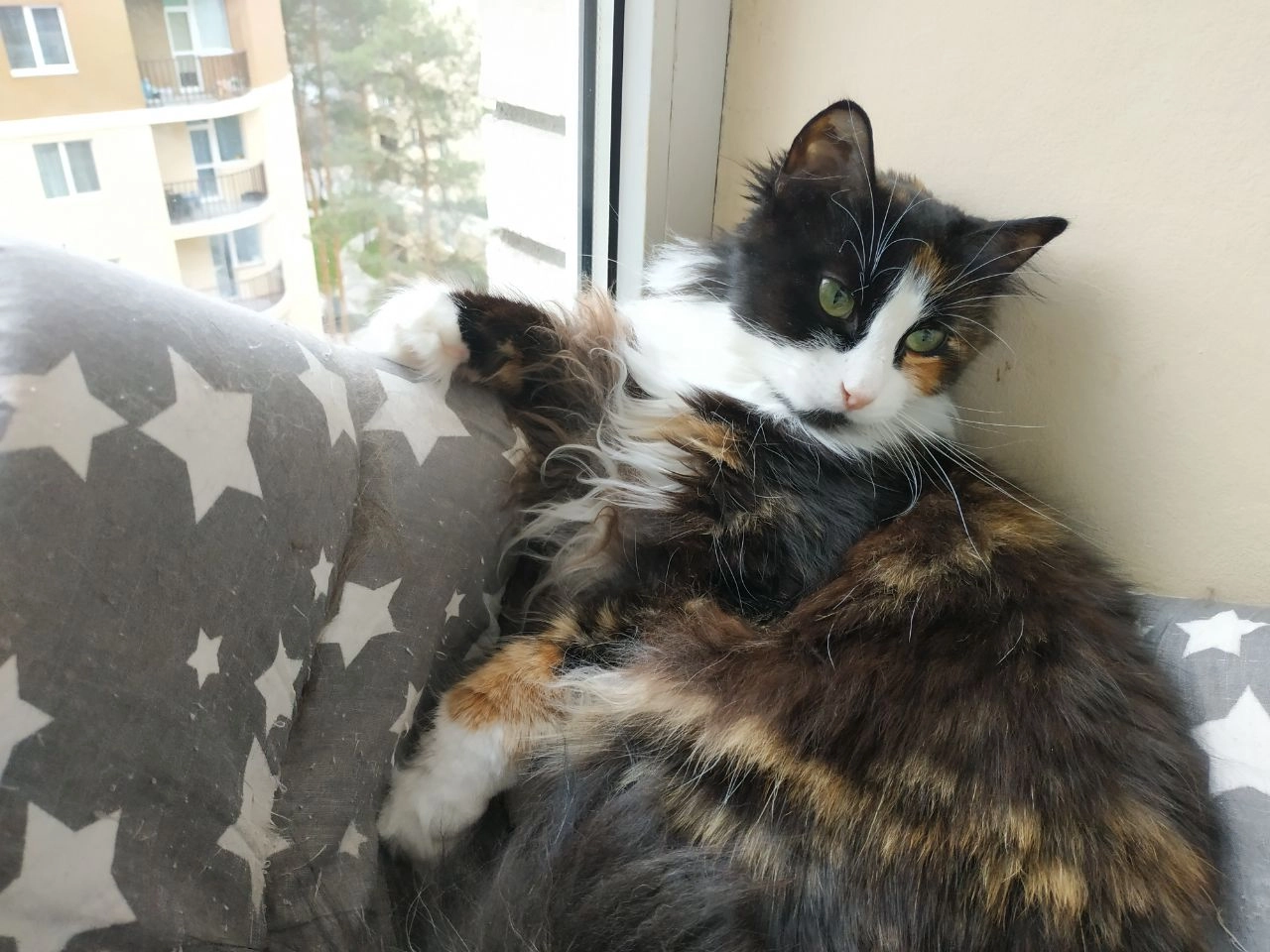 Мурка  - Тургенєвська вулиця, Ірпінь