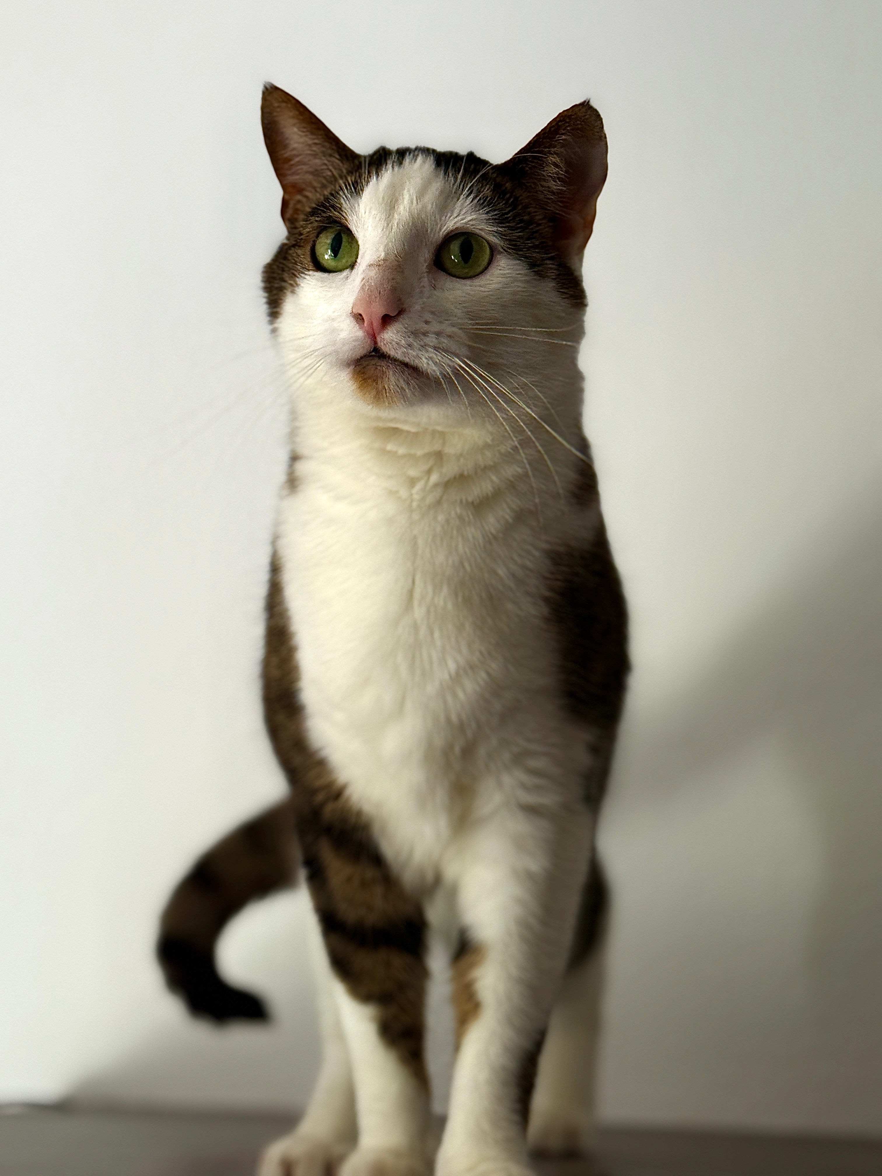 Balu - Buchenweg, Schorndorf