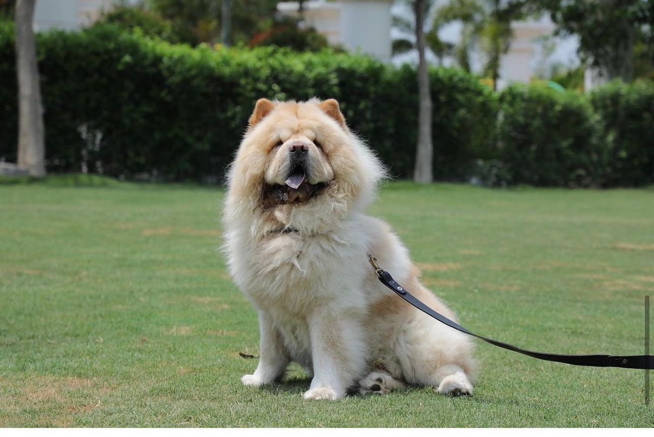 pablo - Kothapet, Hyderabad