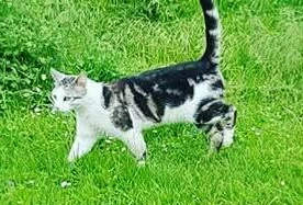 Tony - Dürrer Hügel, Cursdorf