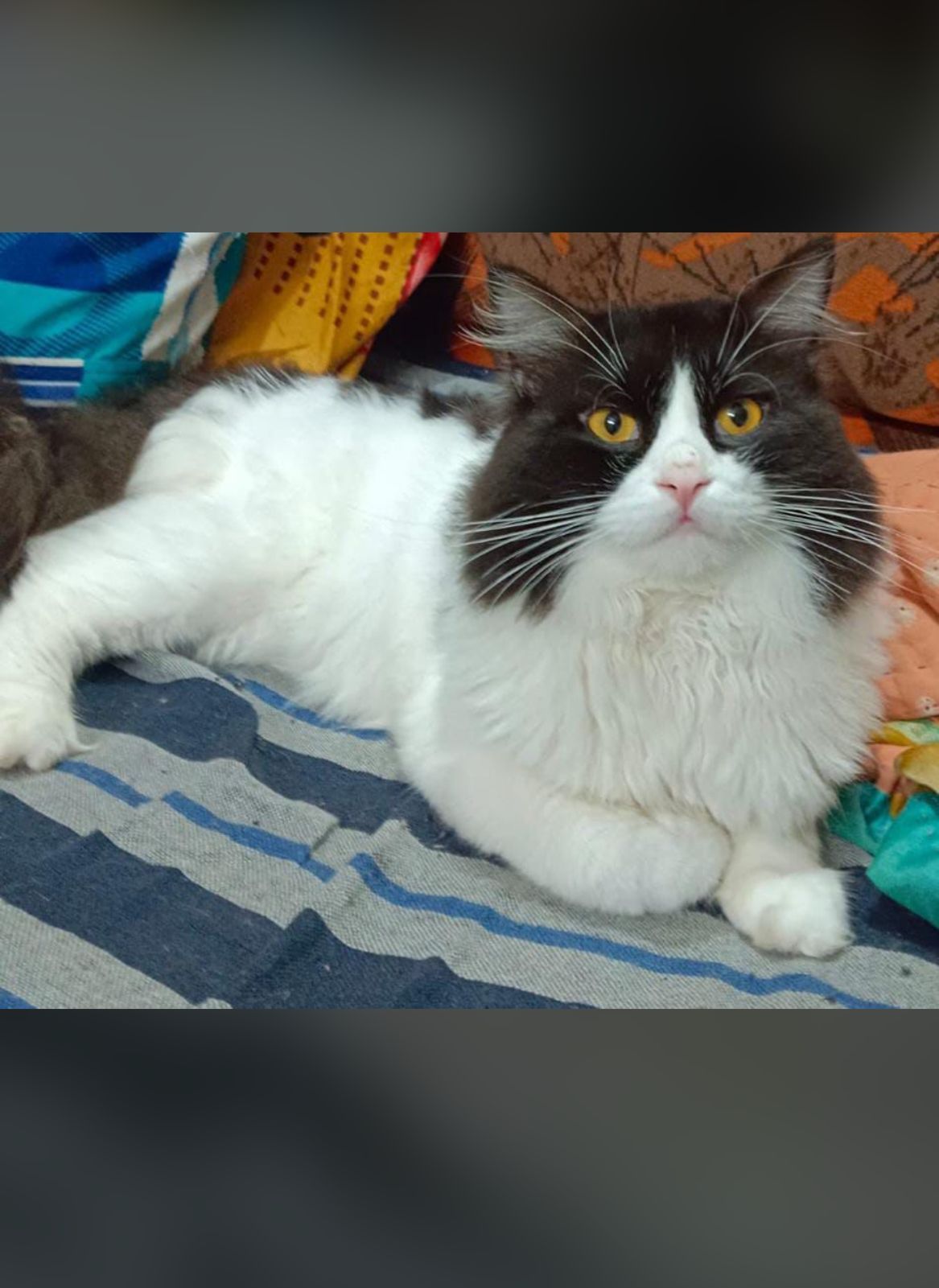 Jack - Chand Nagar Road, Mumbra