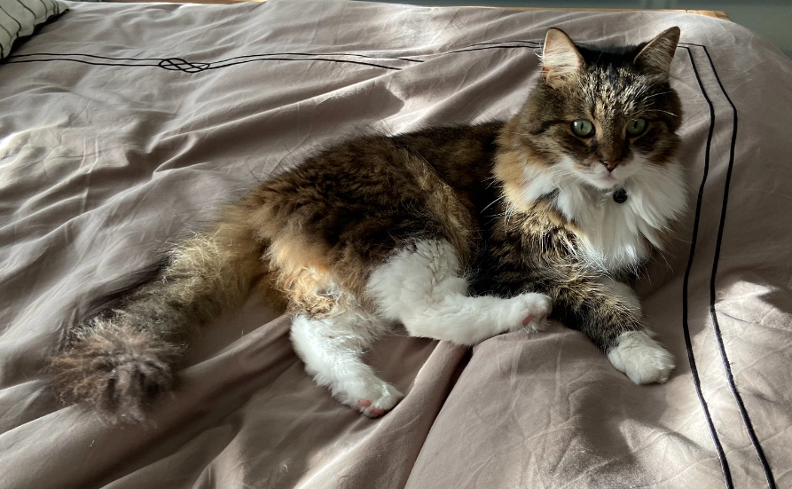 Sox - Linthoutstraat , Liedekerke