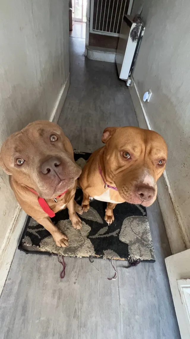 Max and Luna  - Billington Road, London