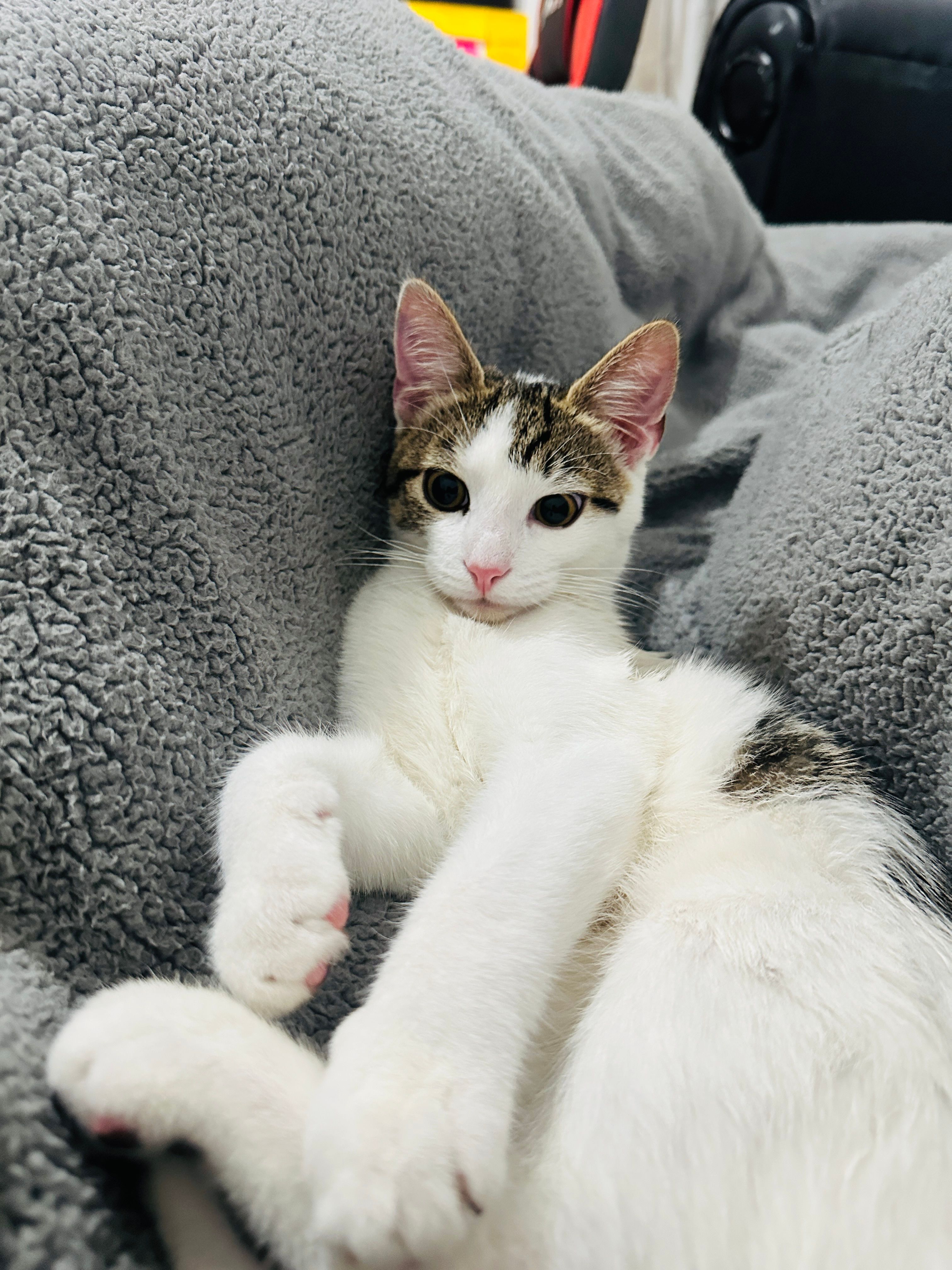 Simba - Arbroath Road, Dundee