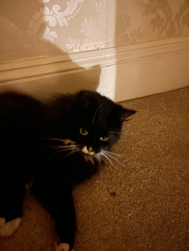I found cat , can I check if som - The Park, Cheltenham