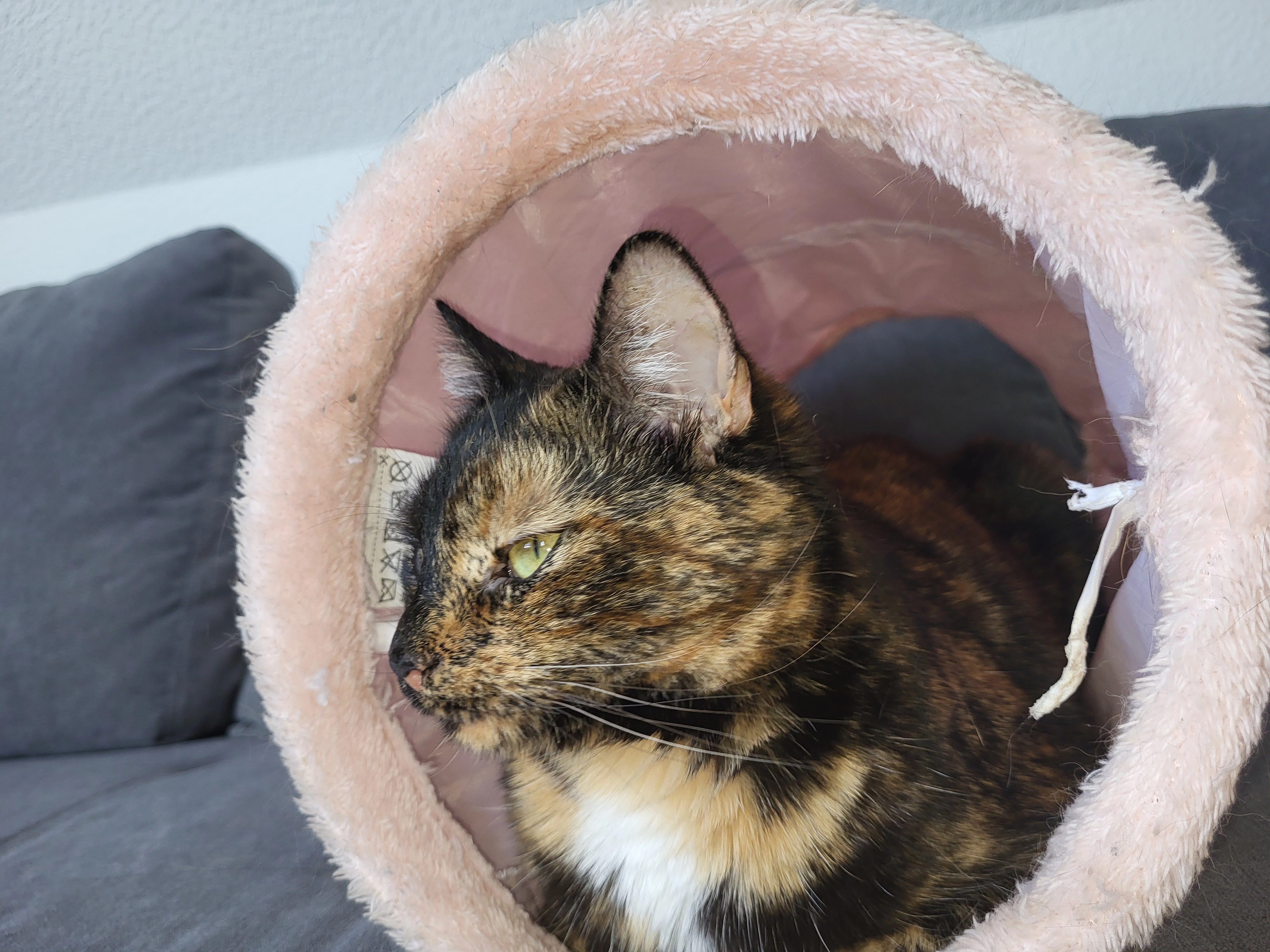 Teddy - Asternweg, Gütersloh